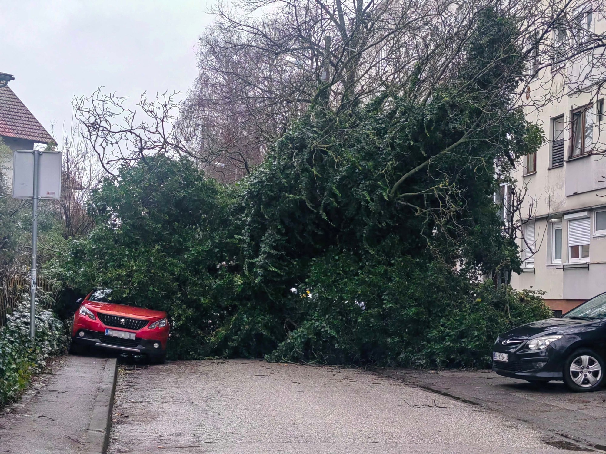 FOTO U Zagrebu stablo palo na parkirane aute