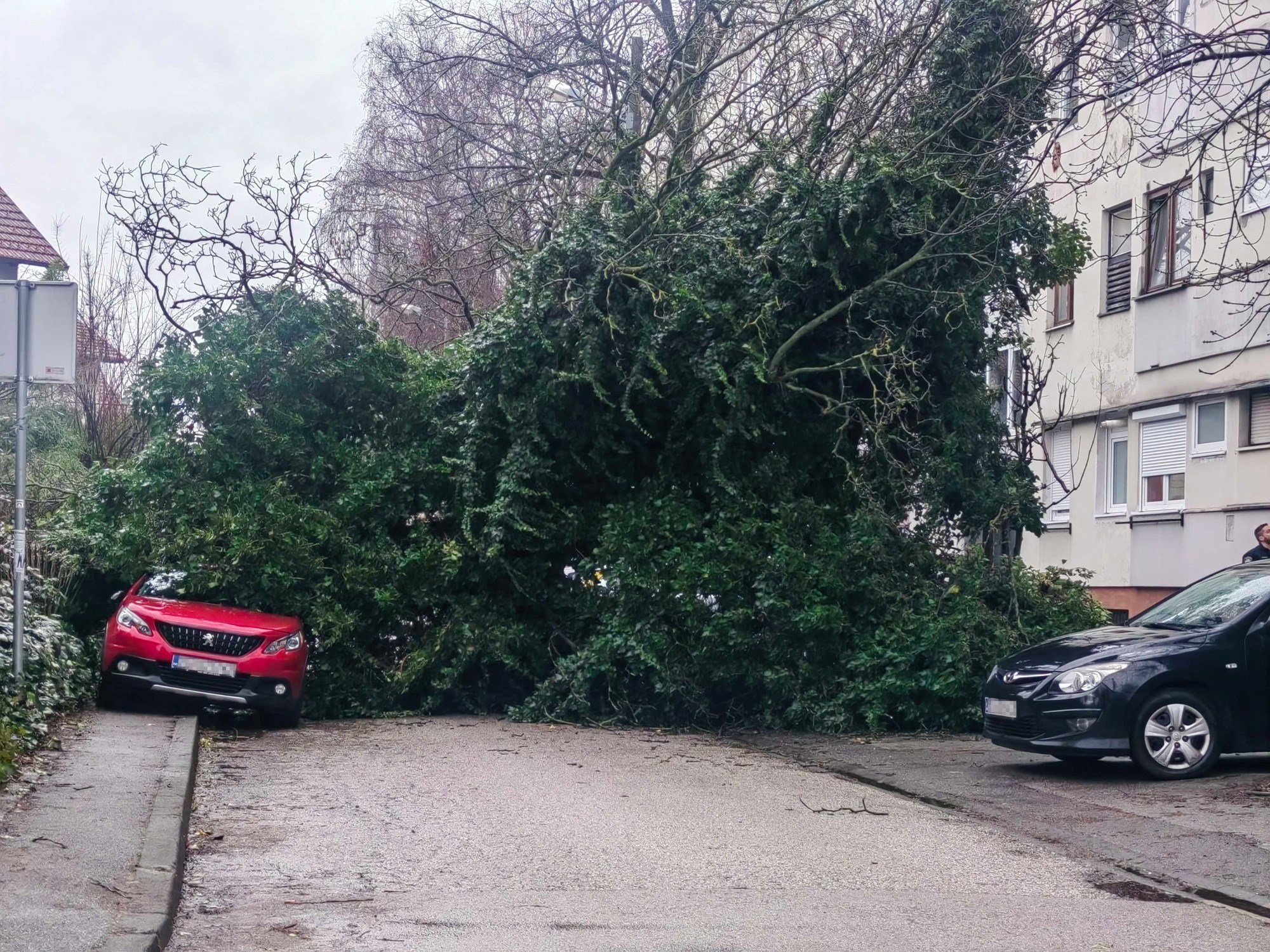 FOTO U Zagrebu stablo palo na parkirane aute