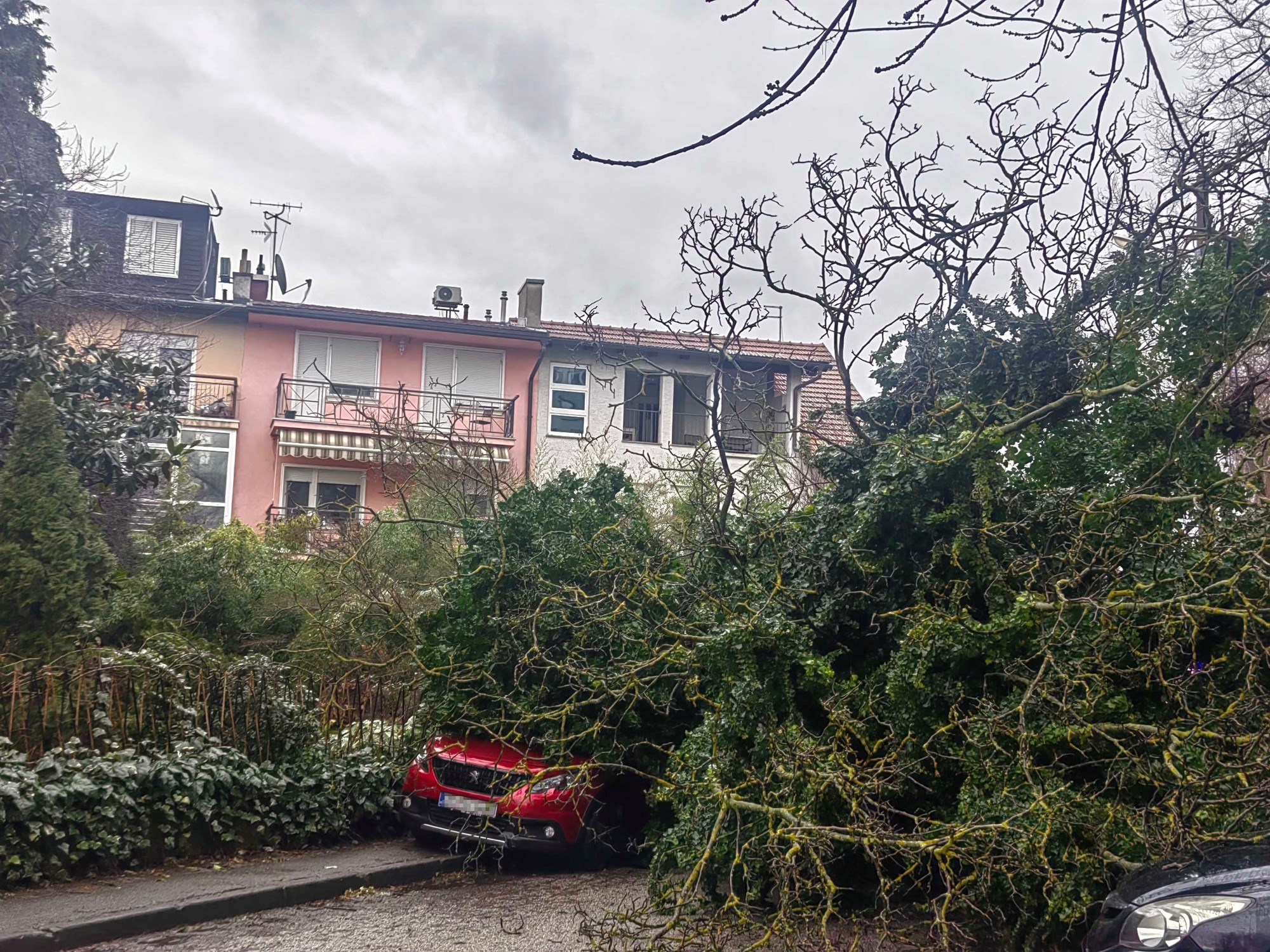 FOTO U Zagrebu stablo palo na parkirane aute