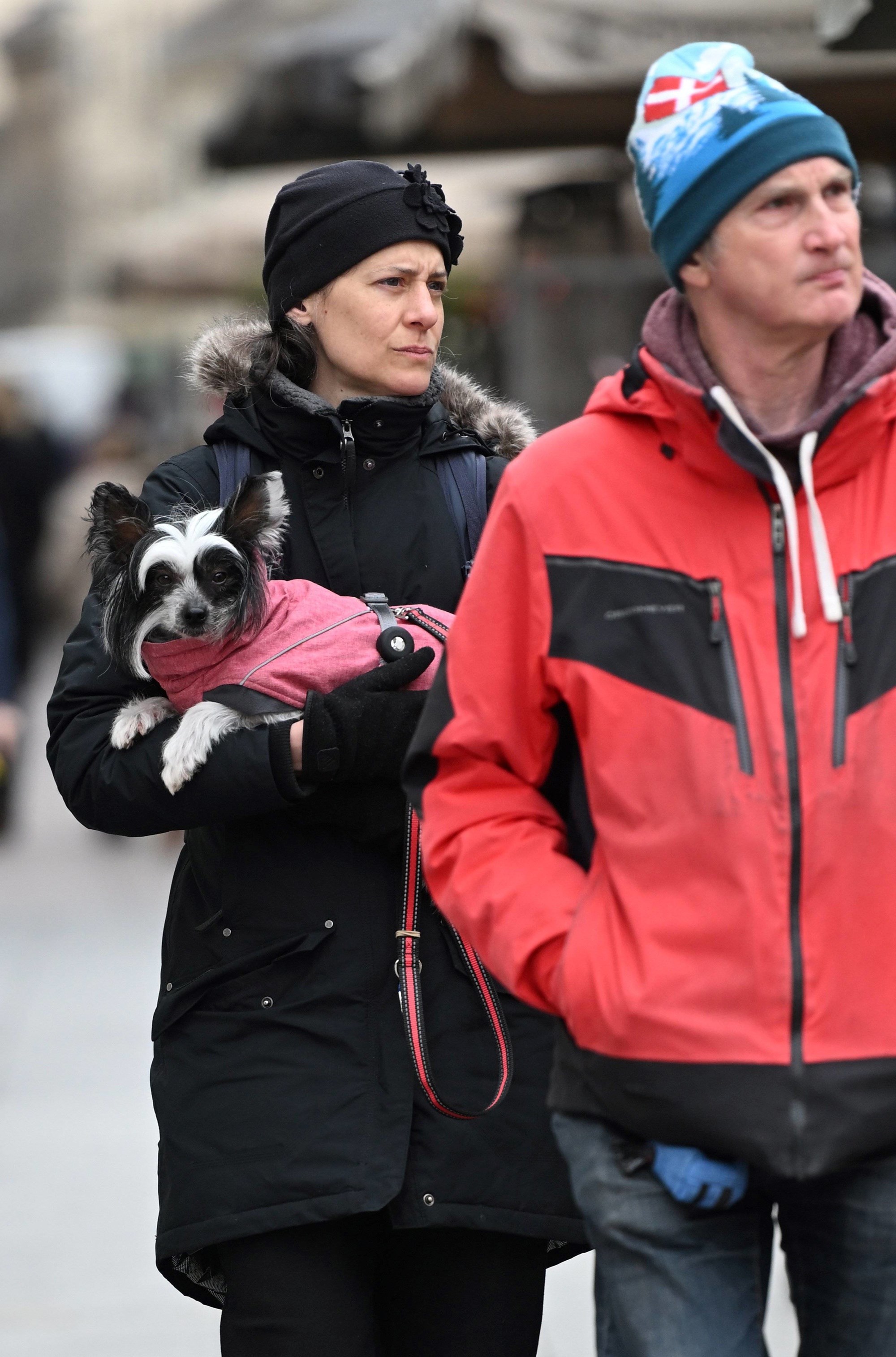 FOTO I psići su se sredili za špicu. Pogledajte preslatku galeriju