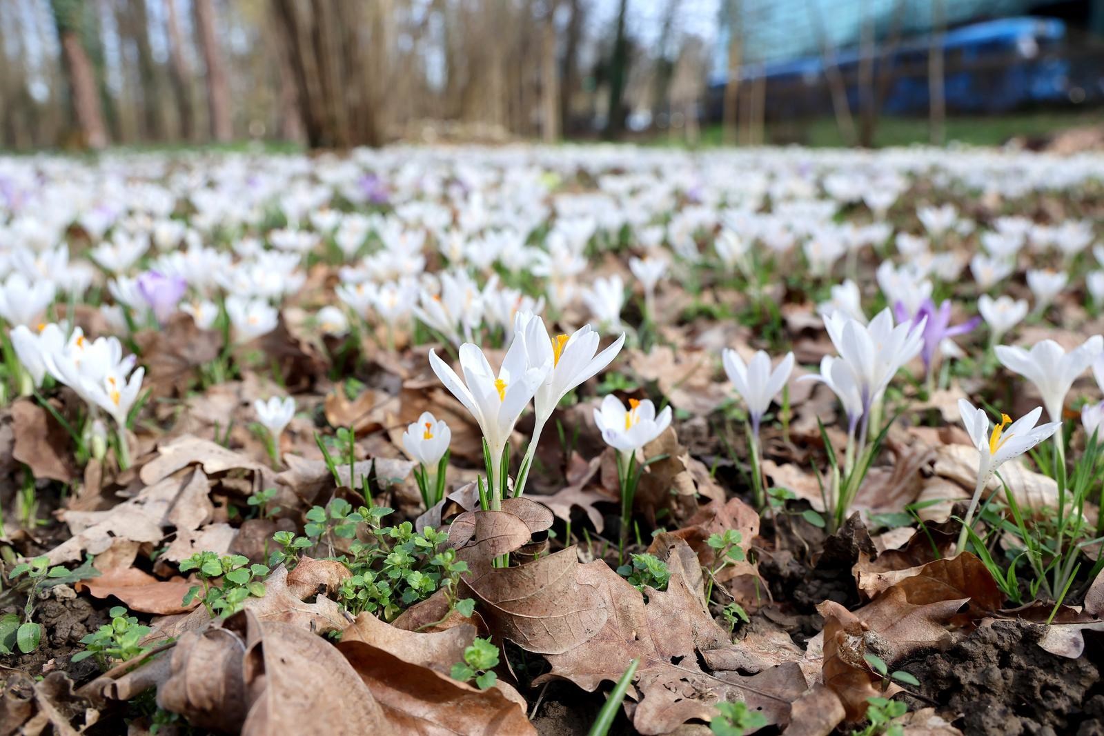 Maksimir u cvatu. Šafrani najavili skori dolazak proljeća