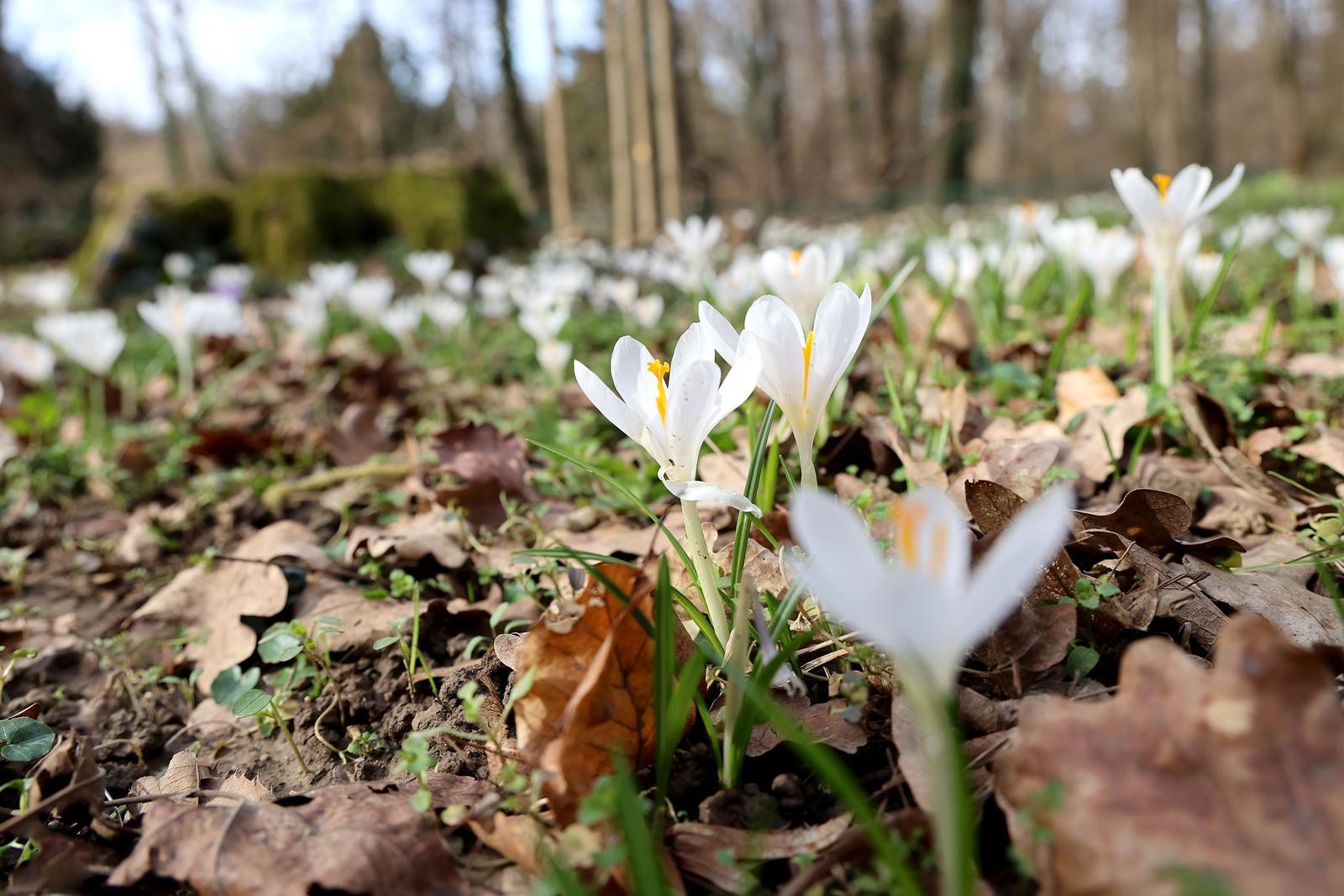 Maksimir u cvatu. Šafrani najavili skori dolazak proljeća