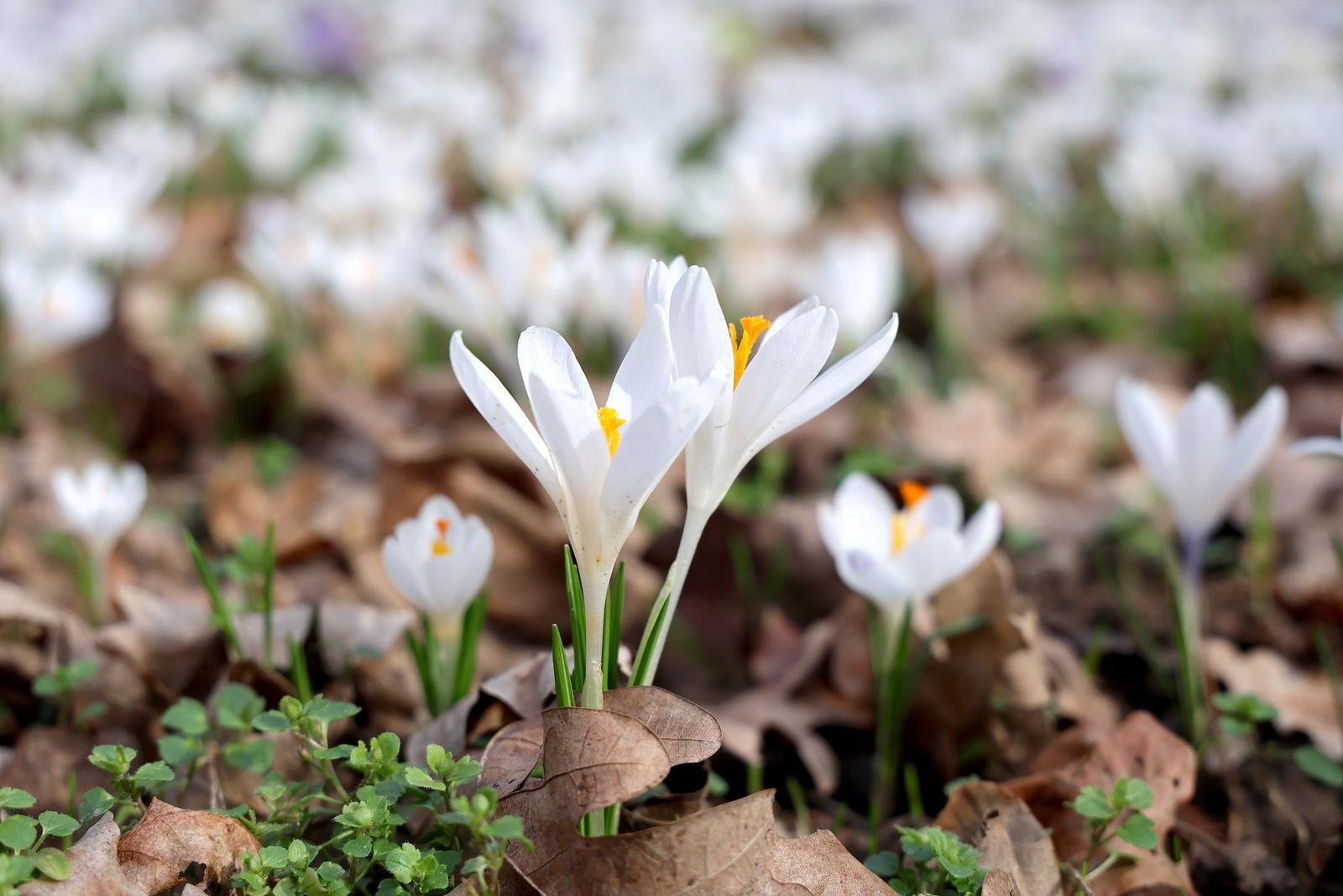 Maksimir u cvatu. Šafrani najavili skori dolazak proljeća