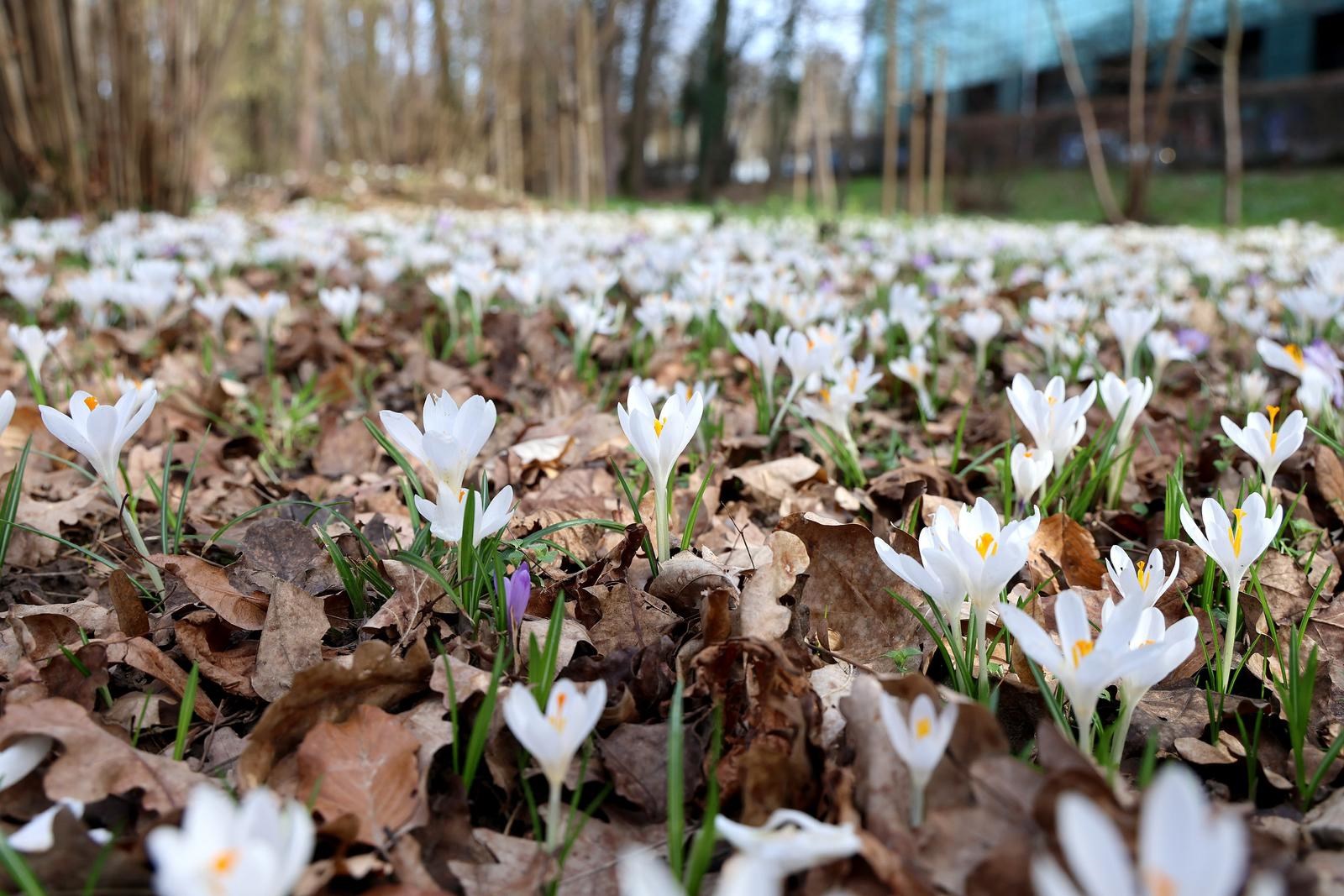 Maksimir u cvatu. Šafrani najavili skori dolazak proljeća