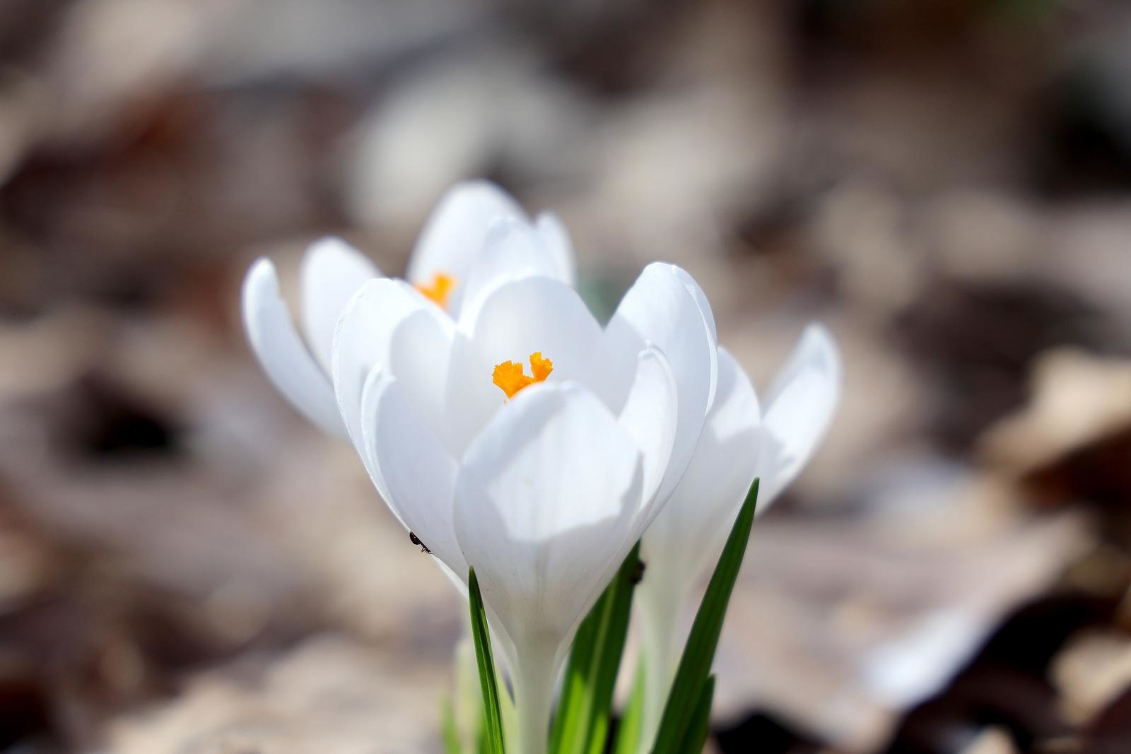 Maksimir u cvatu. Šafrani najavili skori dolazak proljeća