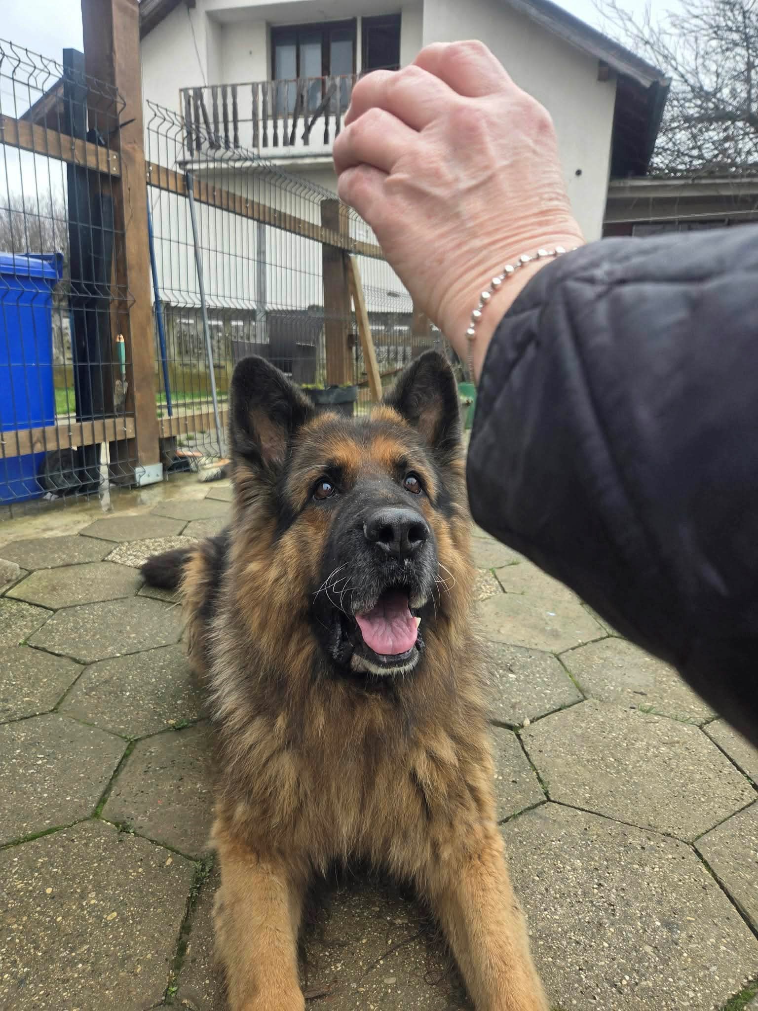 Joe hitno treba dom, vlasnica mu je teško bolesna