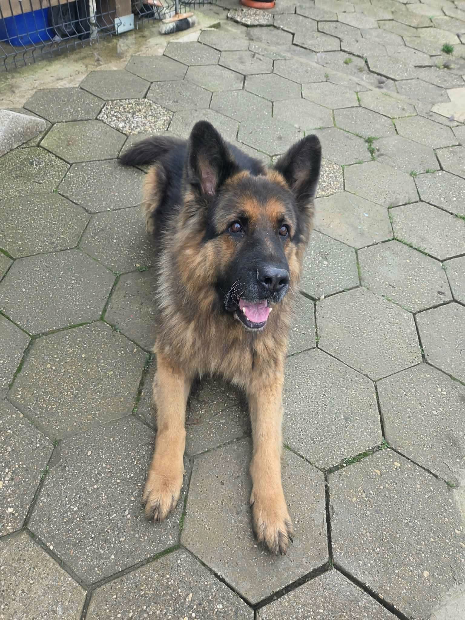 Joe hitno treba dom, vlasnica mu je teško bolesna