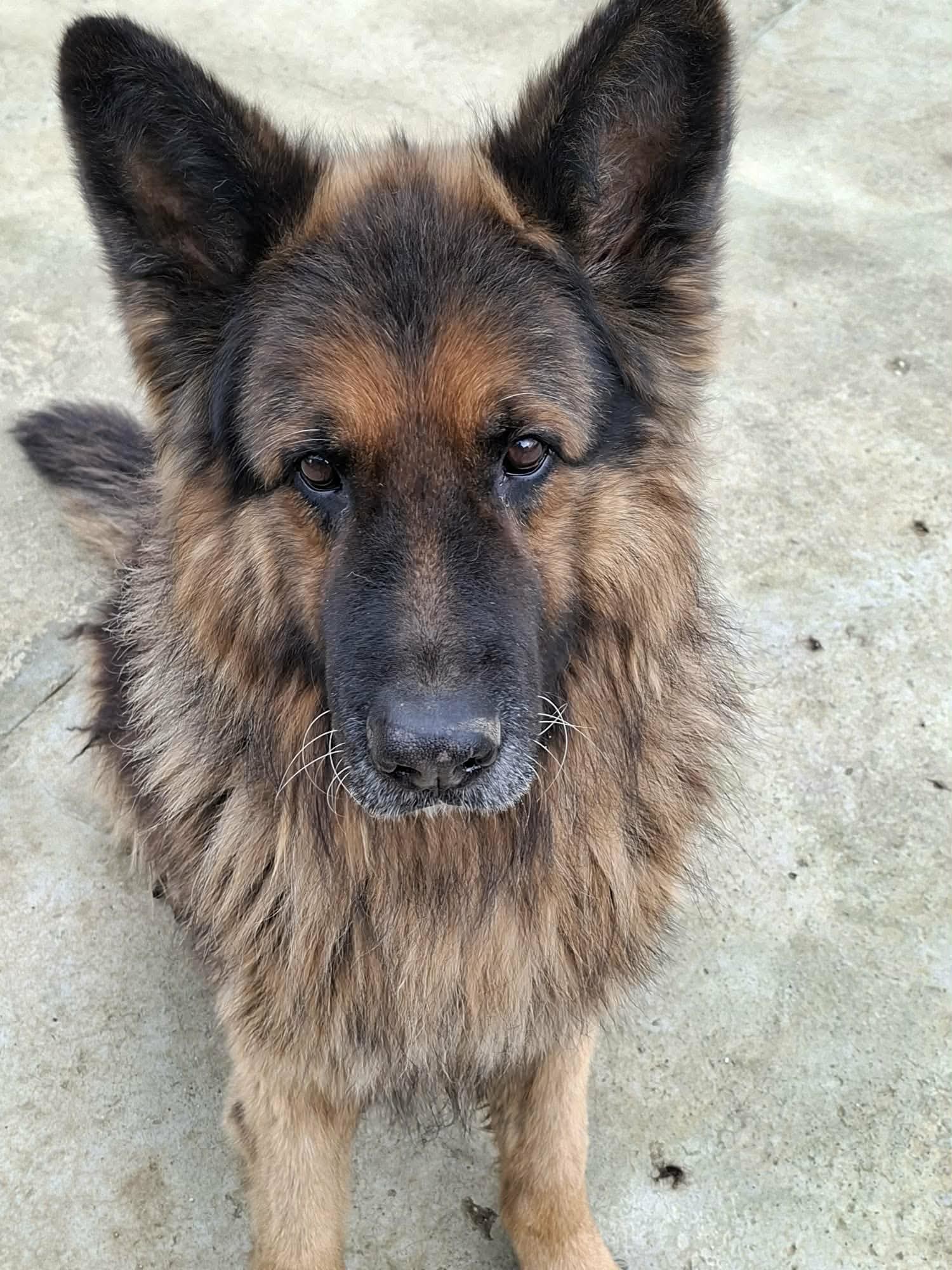 Joe hitno treba dom, vlasnica mu je teško bolesna