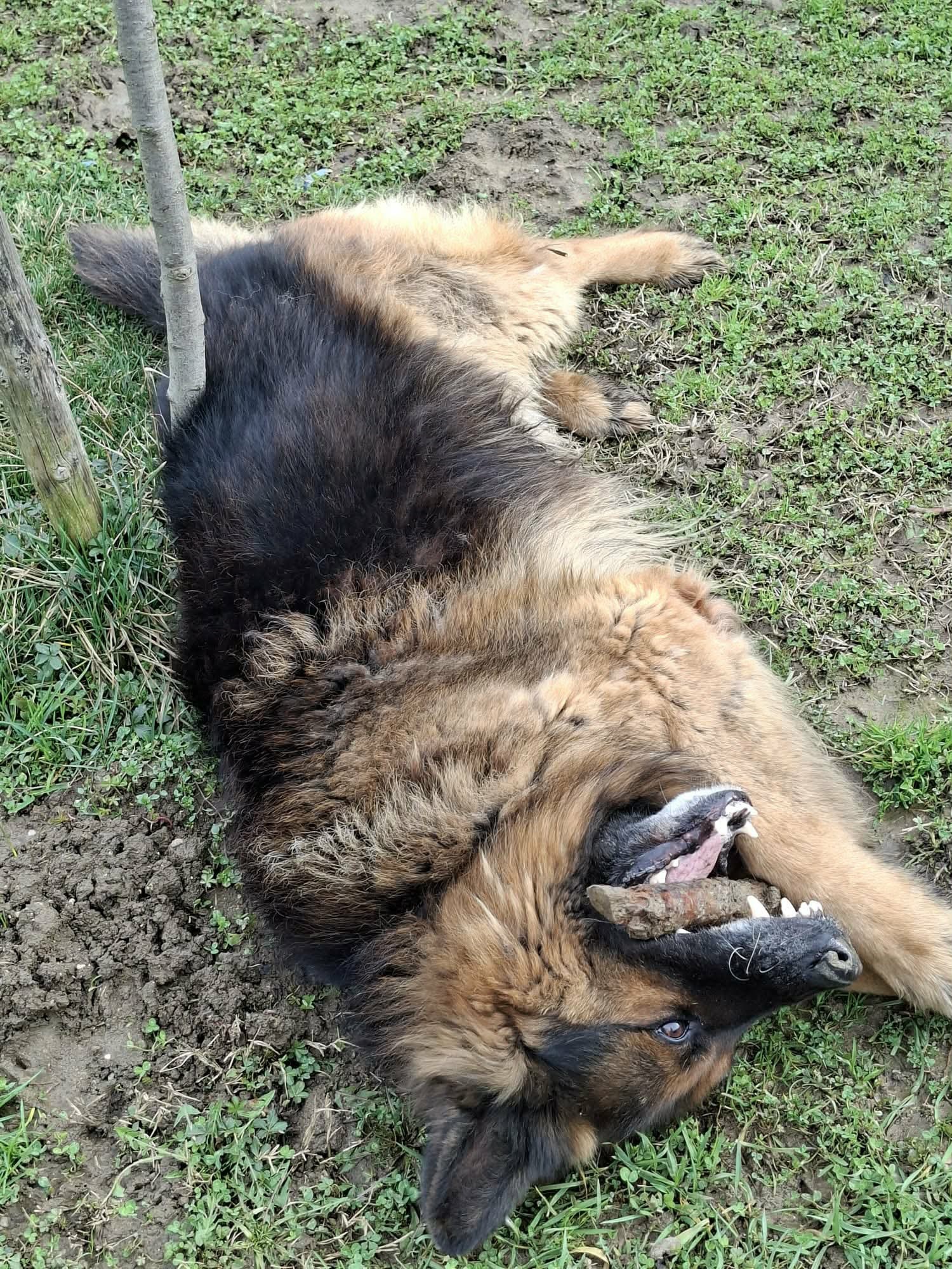 Joe hitno treba dom, vlasnica mu je teško bolesna