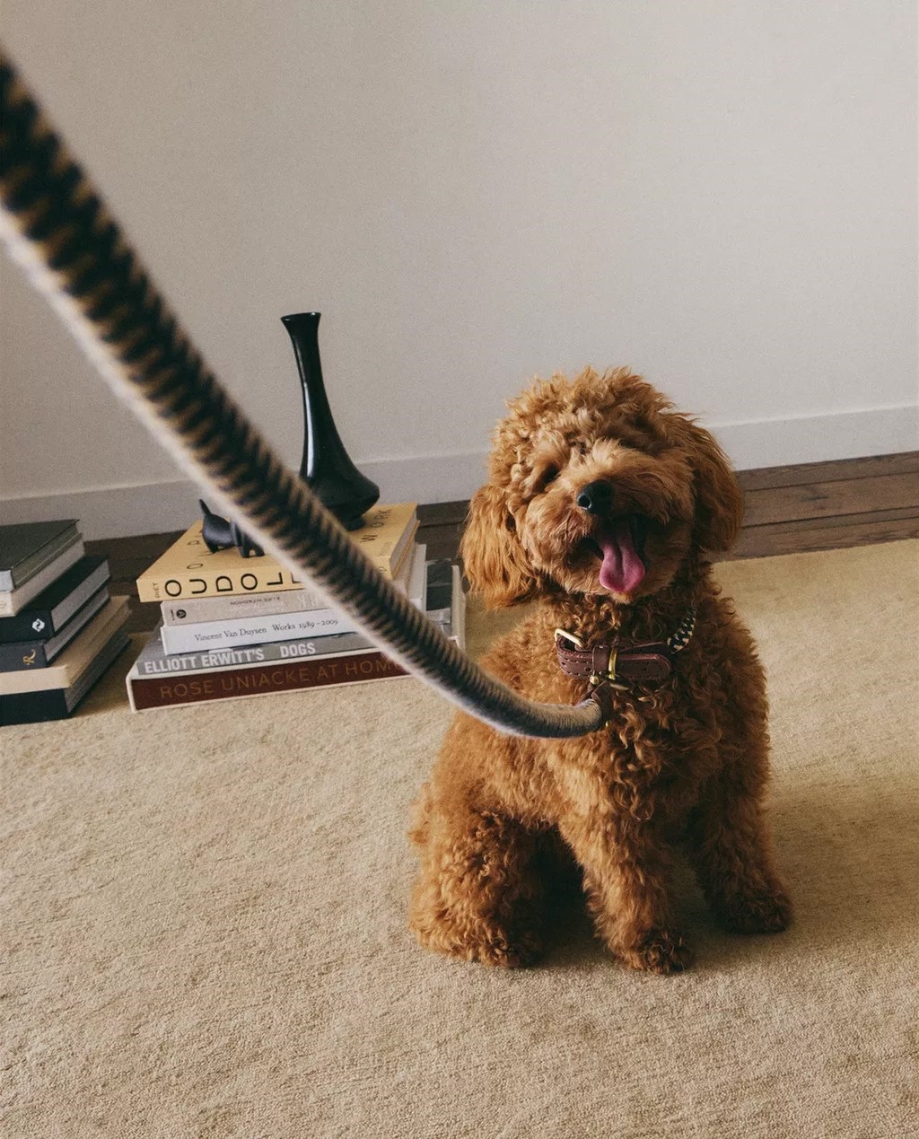 Zaljubili smo se u novu kolekciju za kućne ljubimce iz Zare