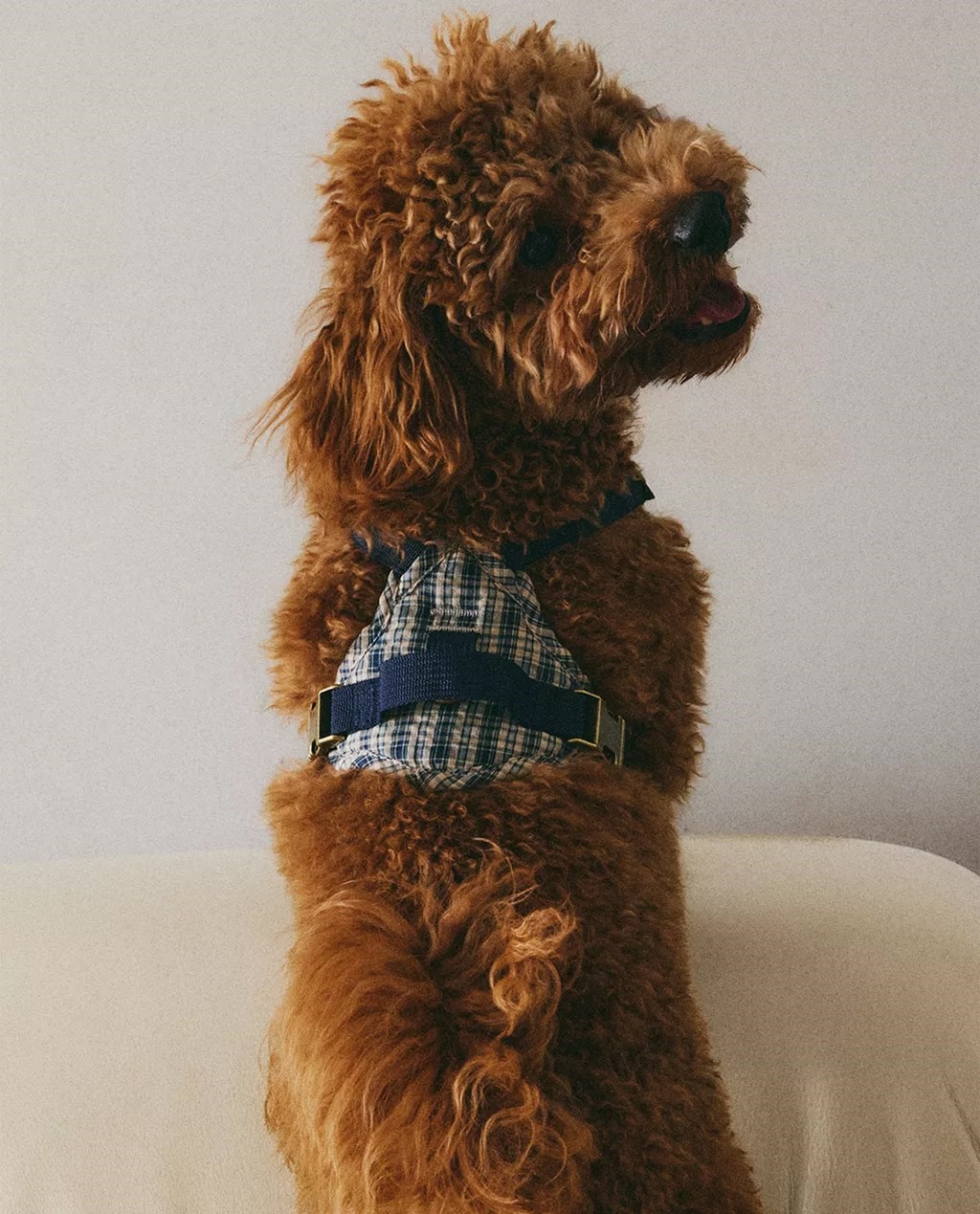 Zaljubili smo se u novu kolekciju za kućne ljubimce iz Zare