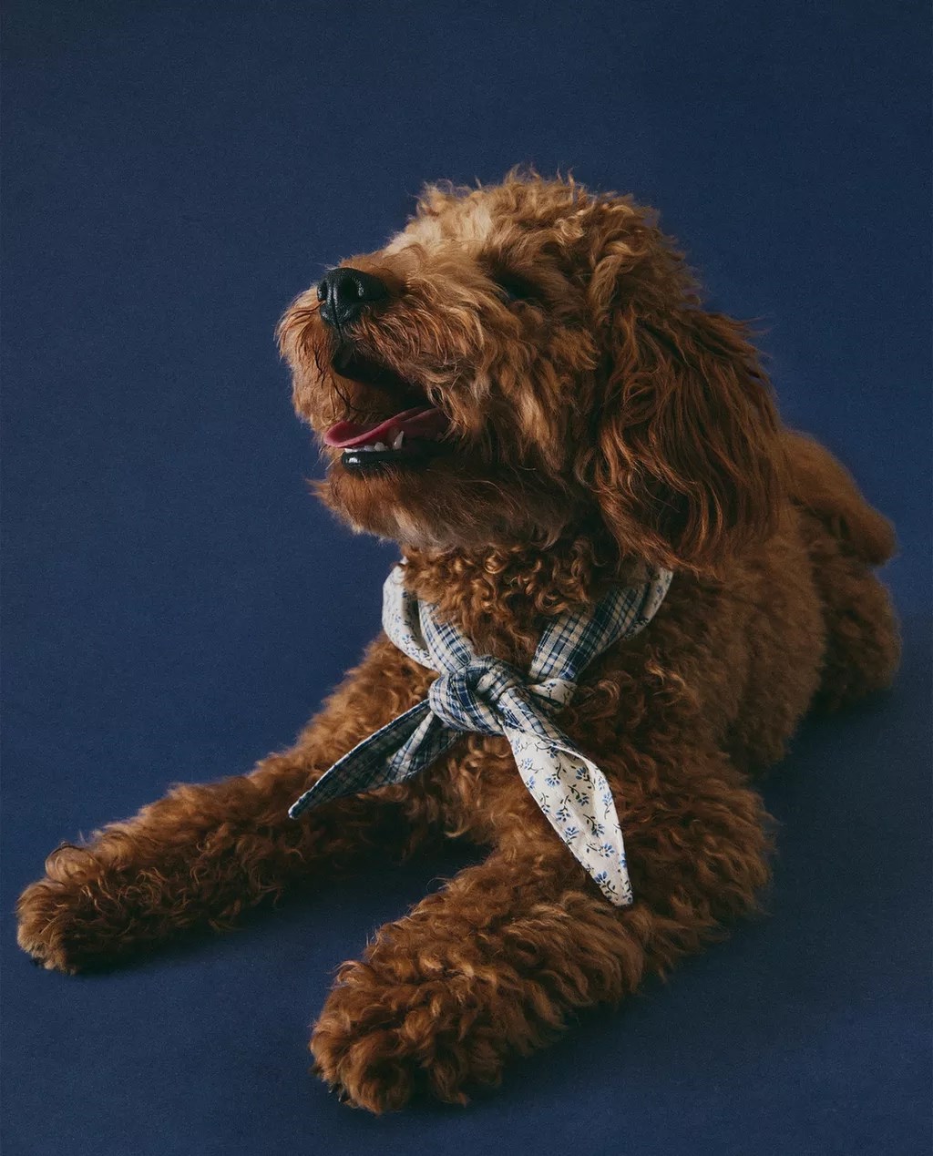 Zaljubili smo se u novu kolekciju za kućne ljubimce iz Zare