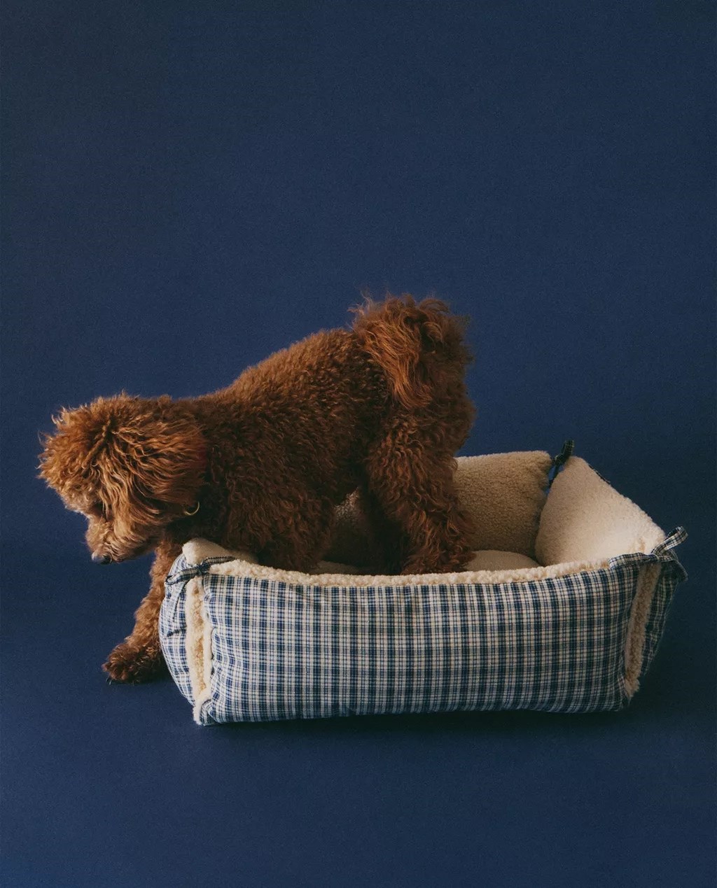 Zaljubili smo se u novu kolekciju za kućne ljubimce iz Zare