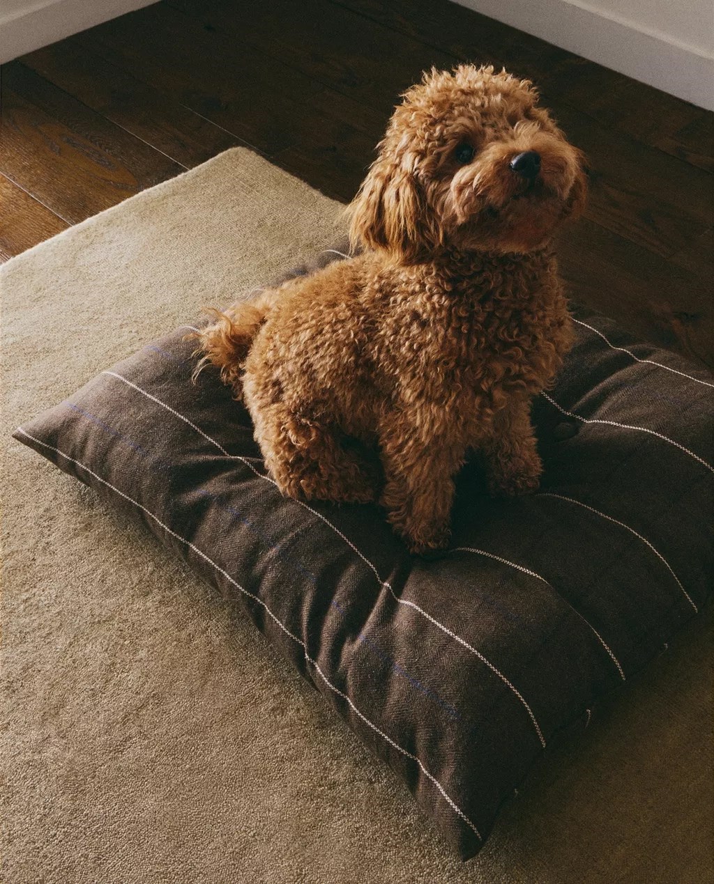 Zaljubili smo se u novu kolekciju za kućne ljubimce iz Zare