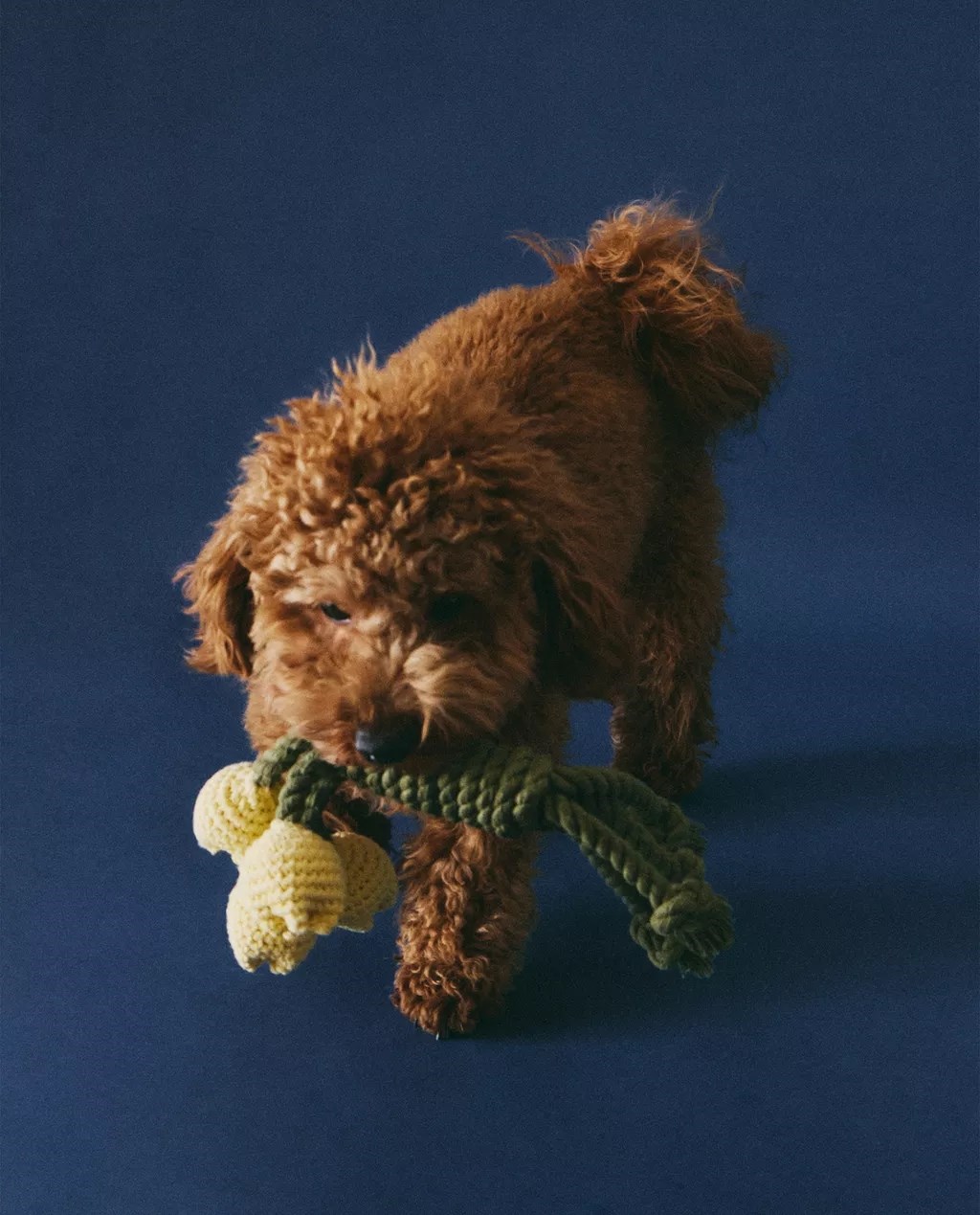 Zaljubili smo se u novu kolekciju za kućne ljubimce iz Zare