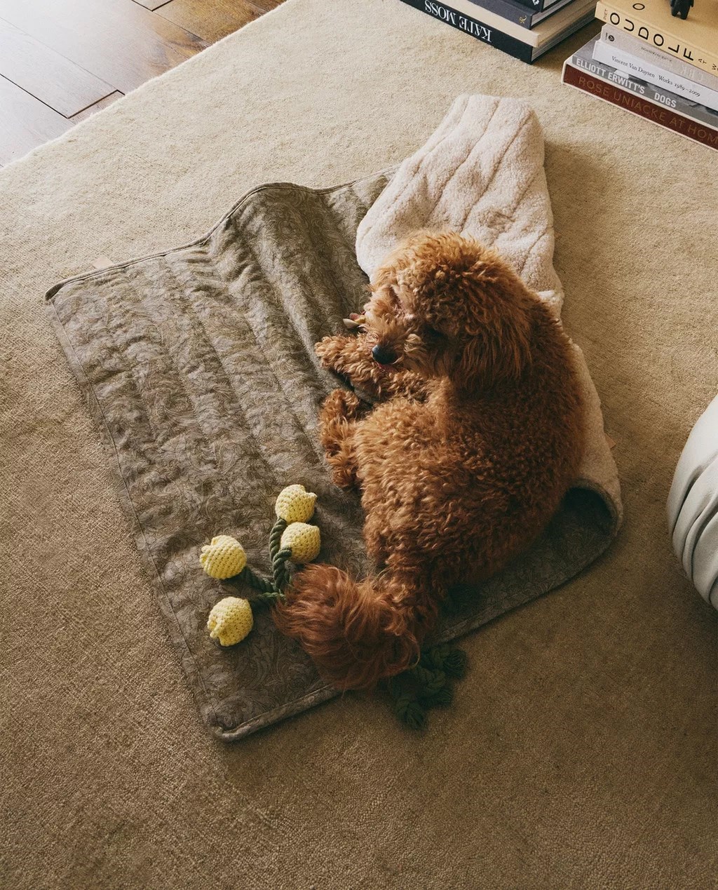 Zaljubili smo se u novu kolekciju za kućne ljubimce iz Zare