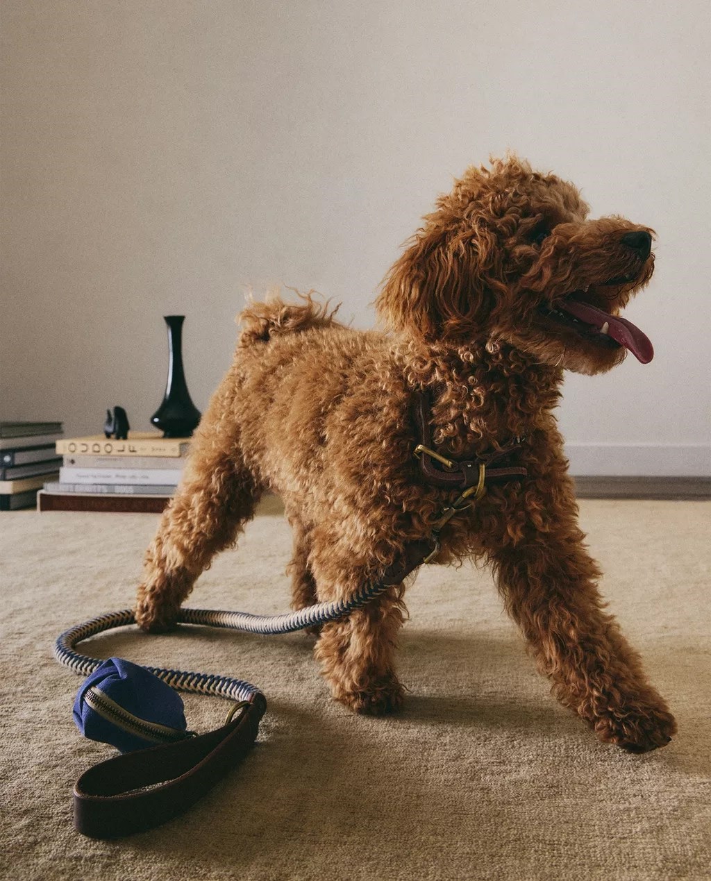 Zaljubili smo se u novu kolekciju za kućne ljubimce iz Zare