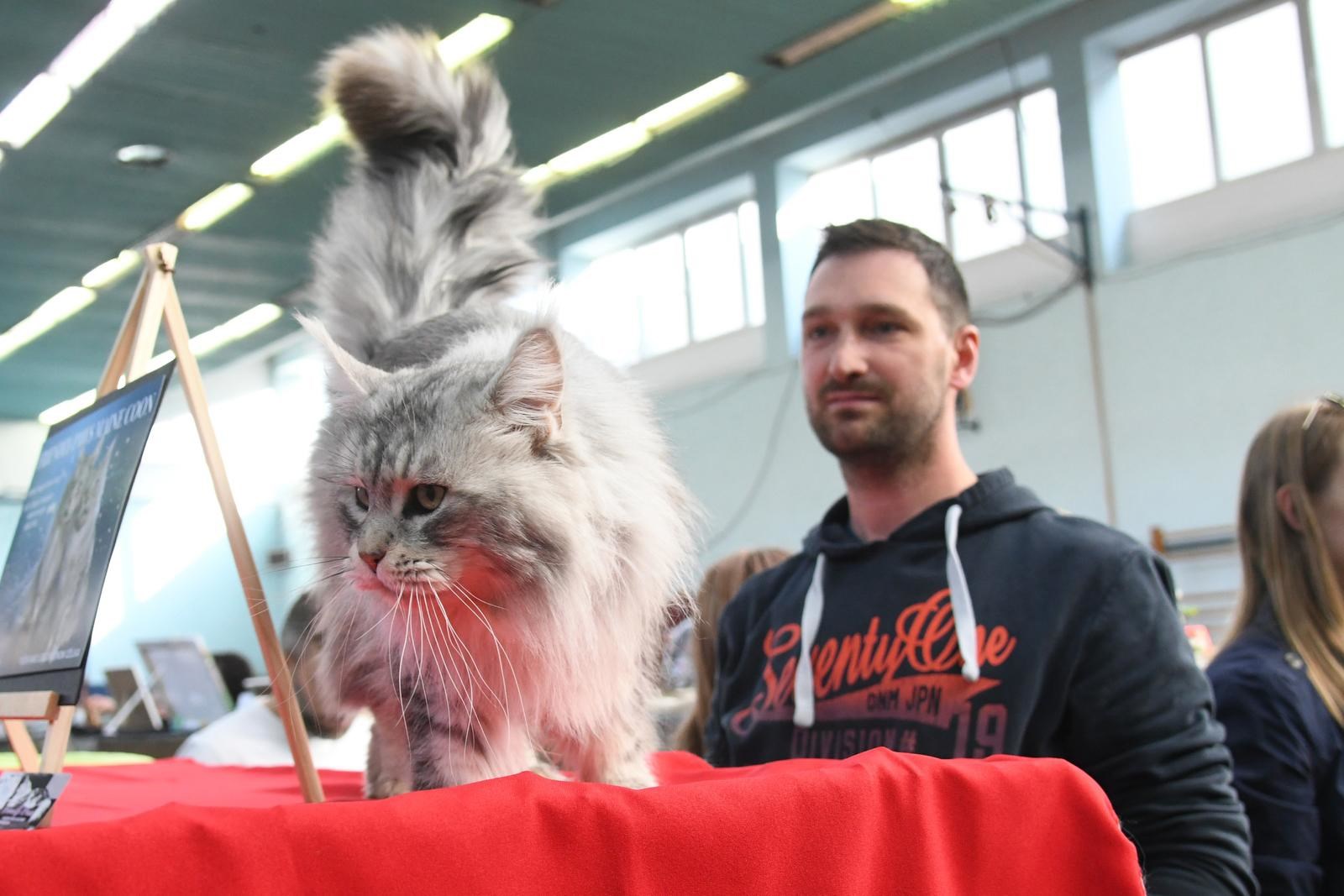 FOTO (Najslađa galerija dana) U Bjelovaru se okupile preslatke mace