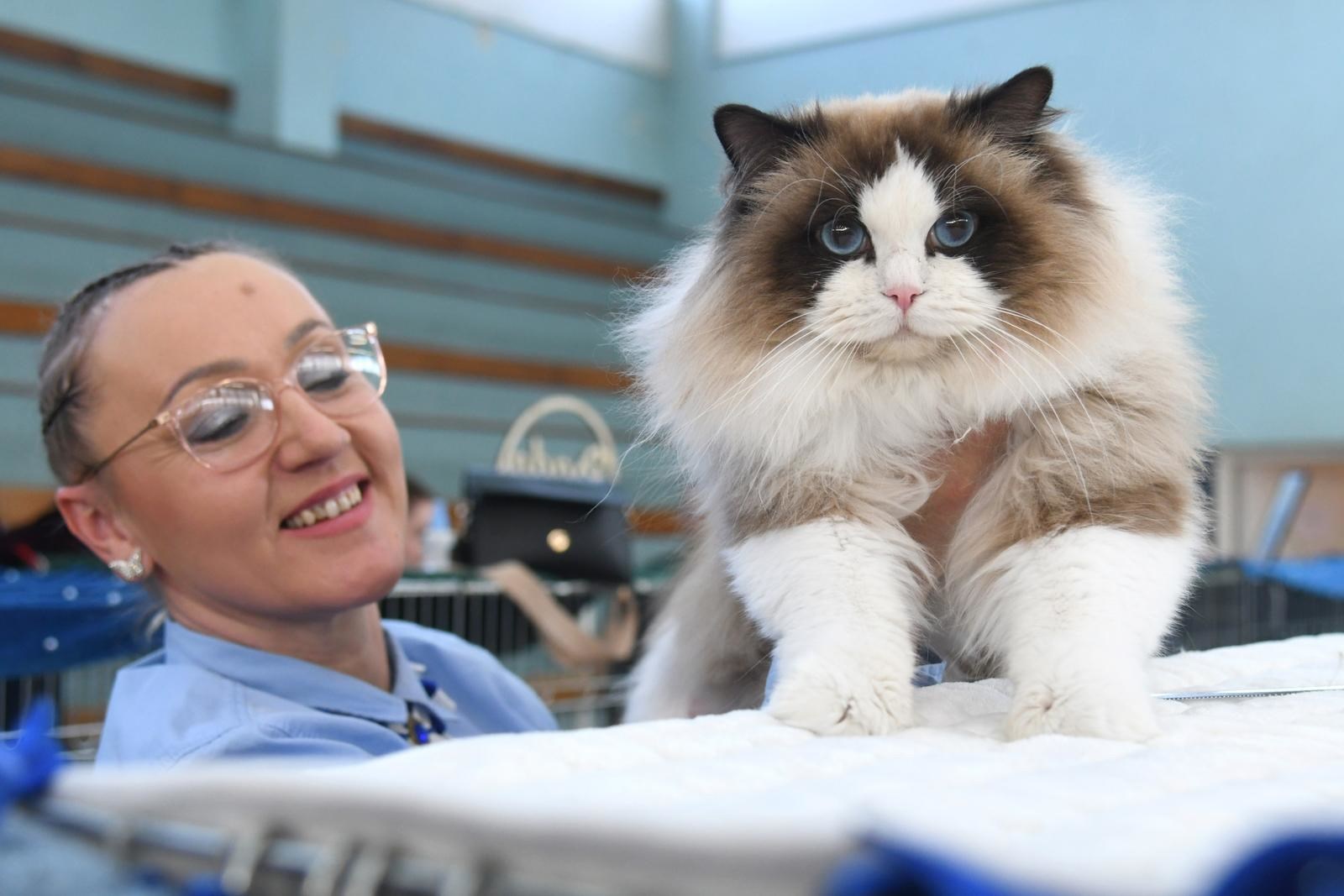 FOTO (Najslađa galerija dana) U Bjelovaru se okupile preslatke mace