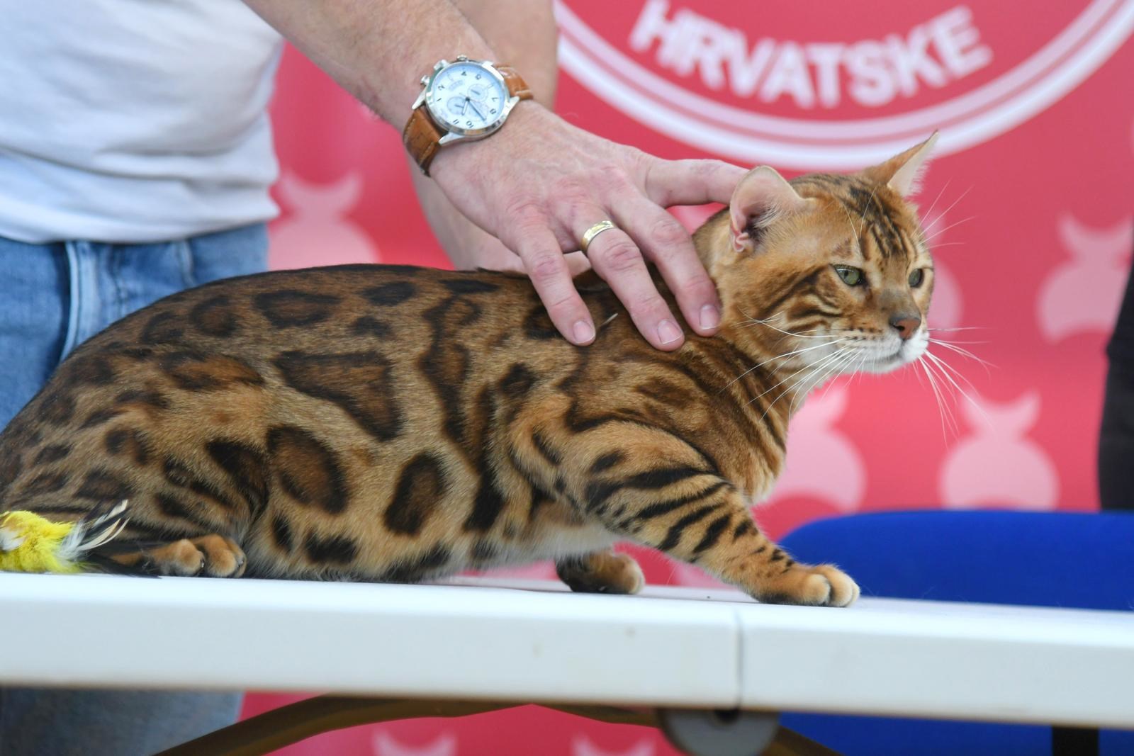 FOTO (Najslađa galerija dana) U Bjelovaru se okupile preslatke mace