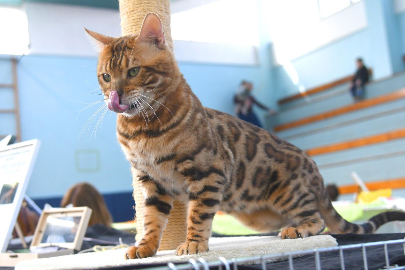 FOTO (Najslađa galerija dana) U Bjelovaru se okupile preslatke mace