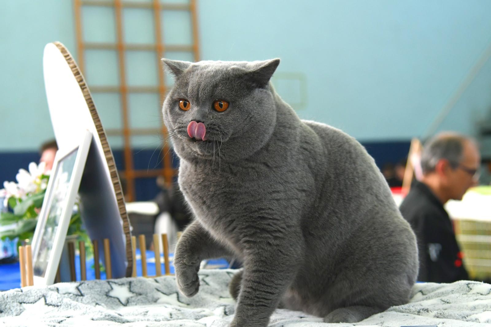 FOTO (Najslađa galerija dana) U Bjelovaru se okupile preslatke mace