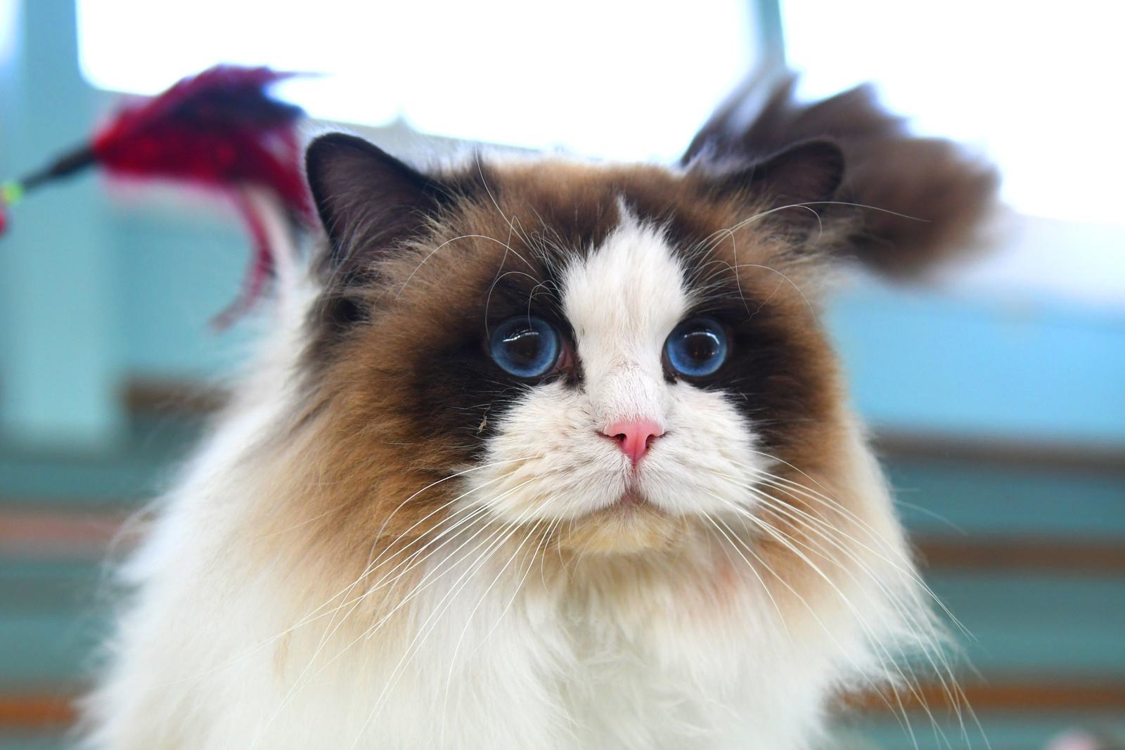 FOTO (Najslađa galerija dana) U Bjelovaru se okupile preslatke mace