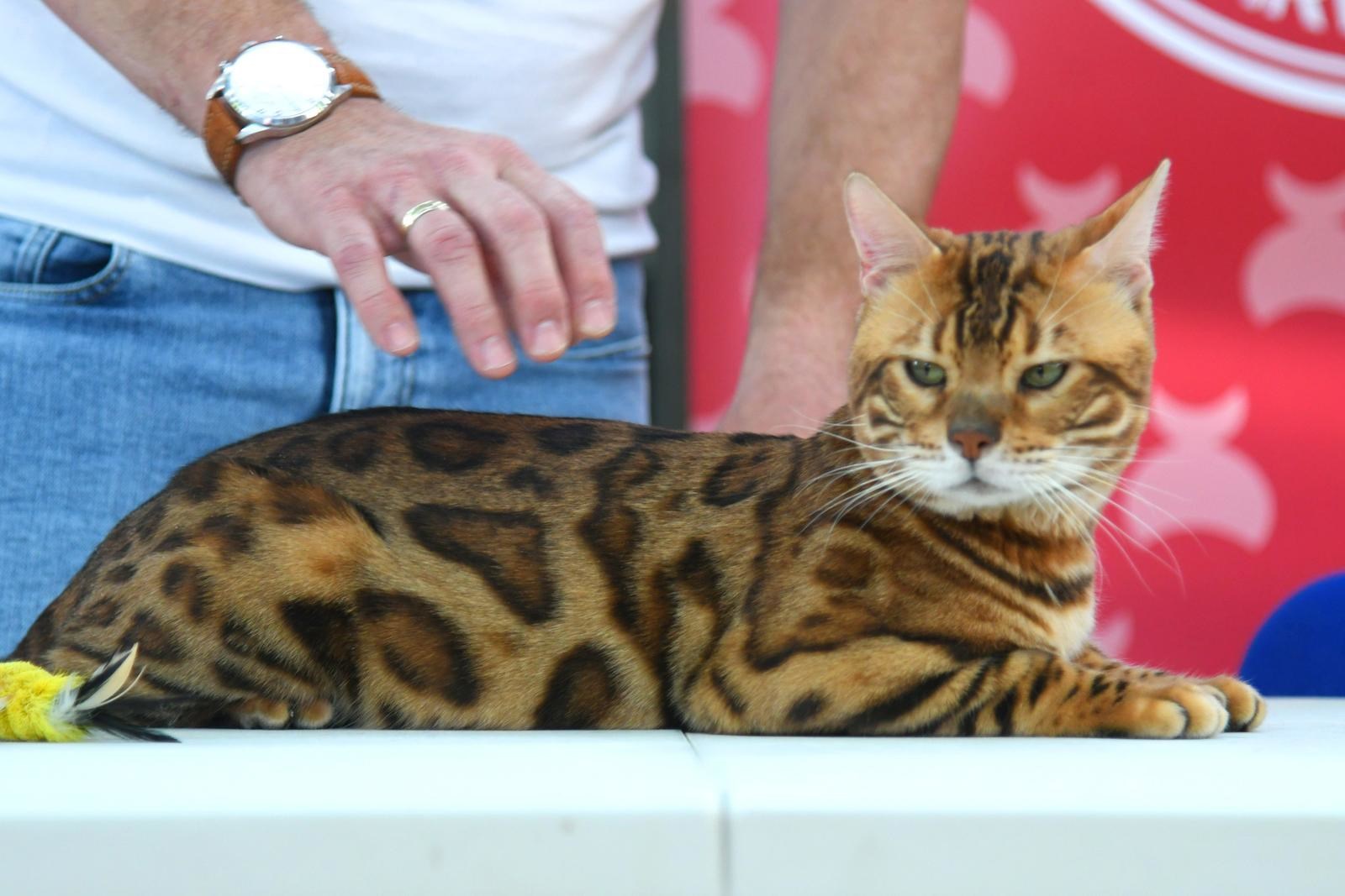 FOTO (Najslađa galerija dana) U Bjelovaru se okupile preslatke mace