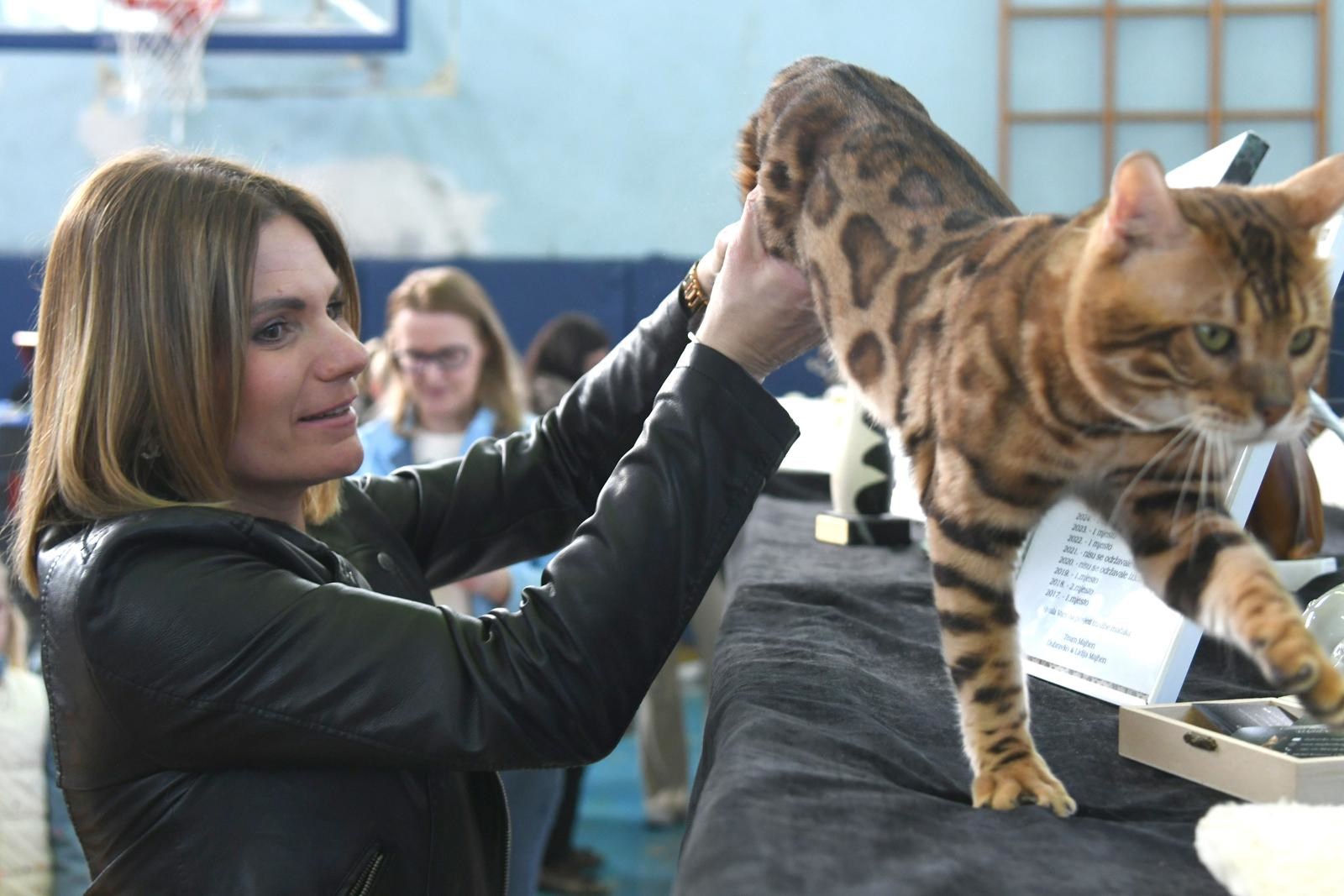 FOTO (Najslađa galerija dana) U Bjelovaru se okupile preslatke mace