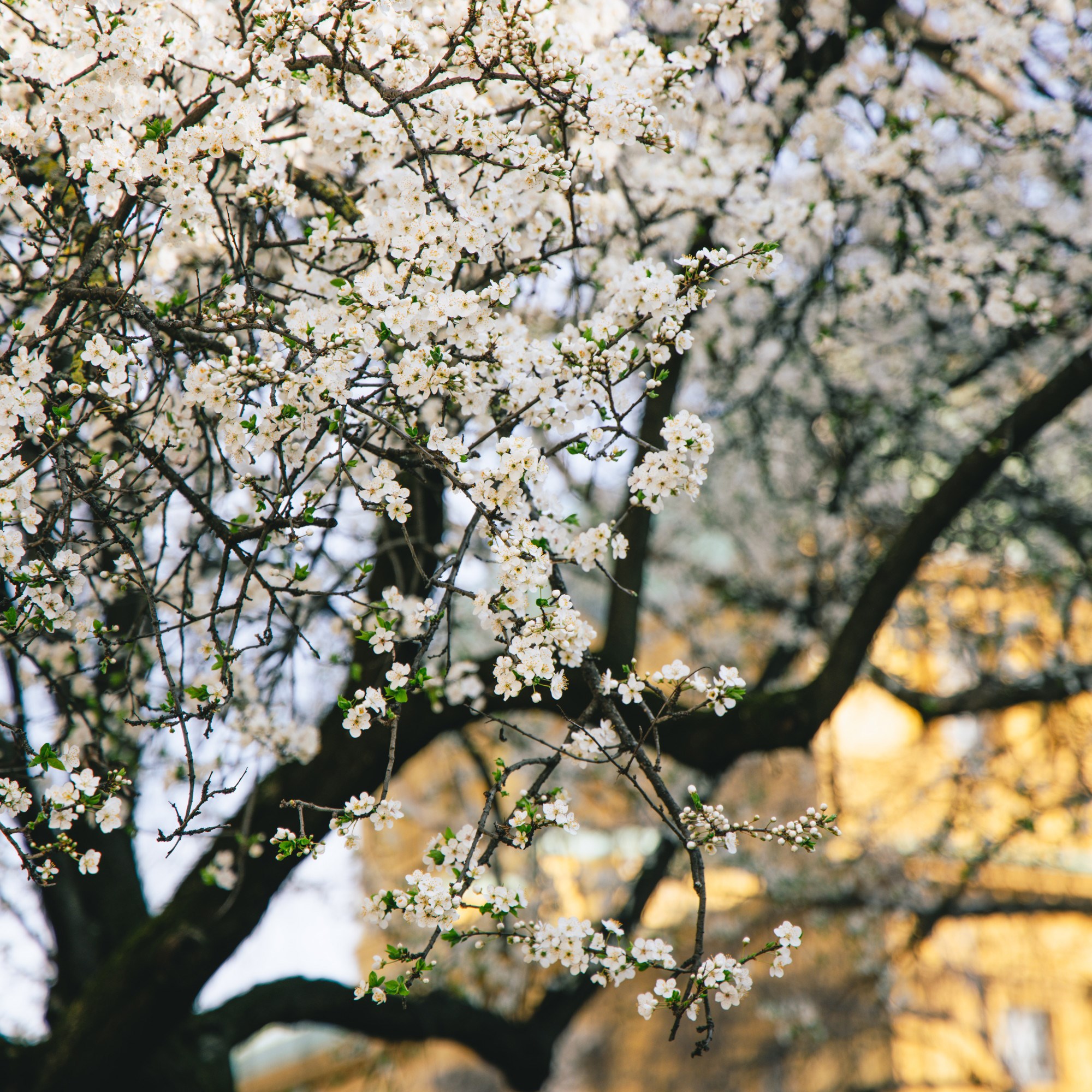 VELIKA GALERIJA Sasvim nečujno nam je stiglo proljeće