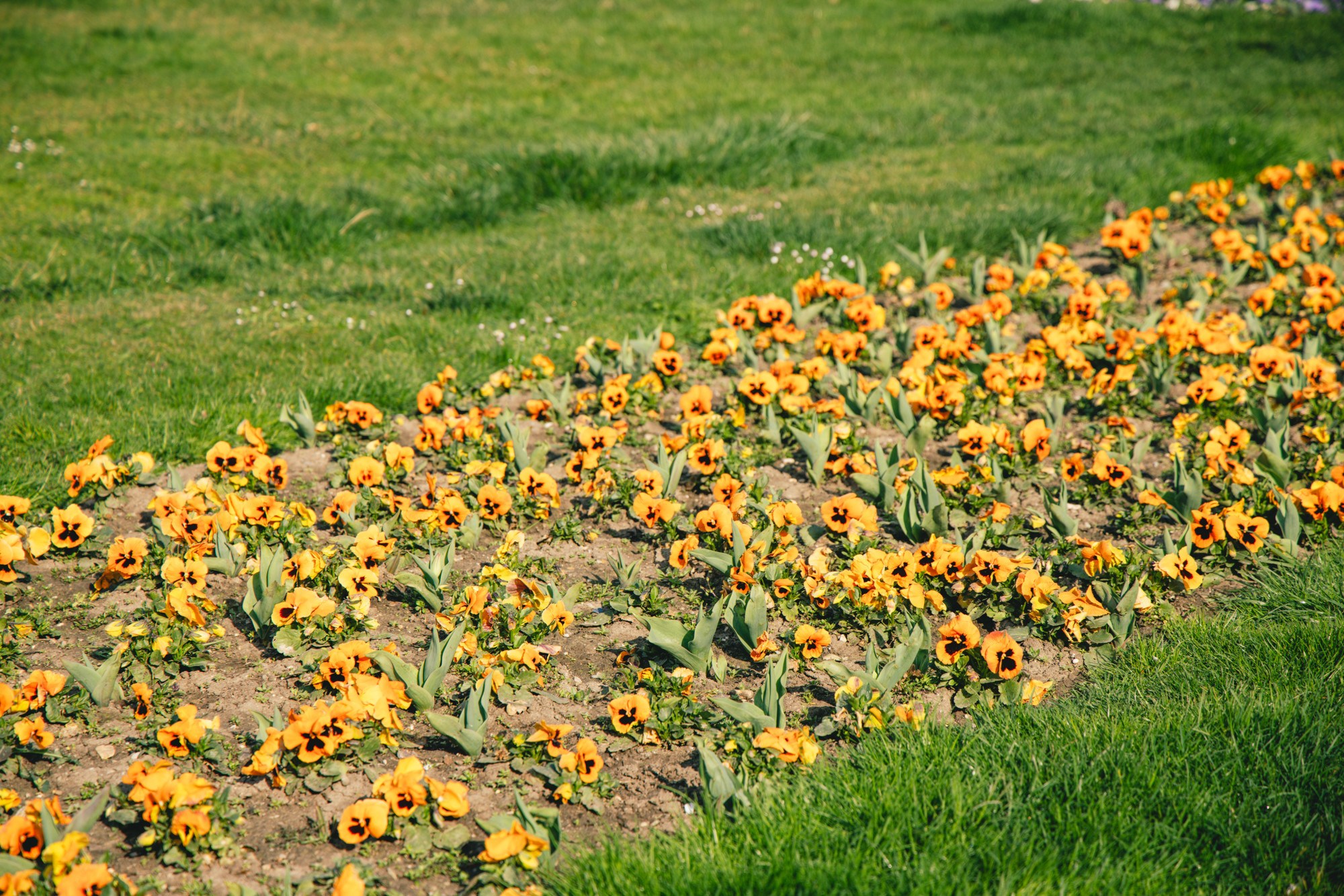 VELIKA GALERIJA Sasvim nečujno nam je stiglo proljeće