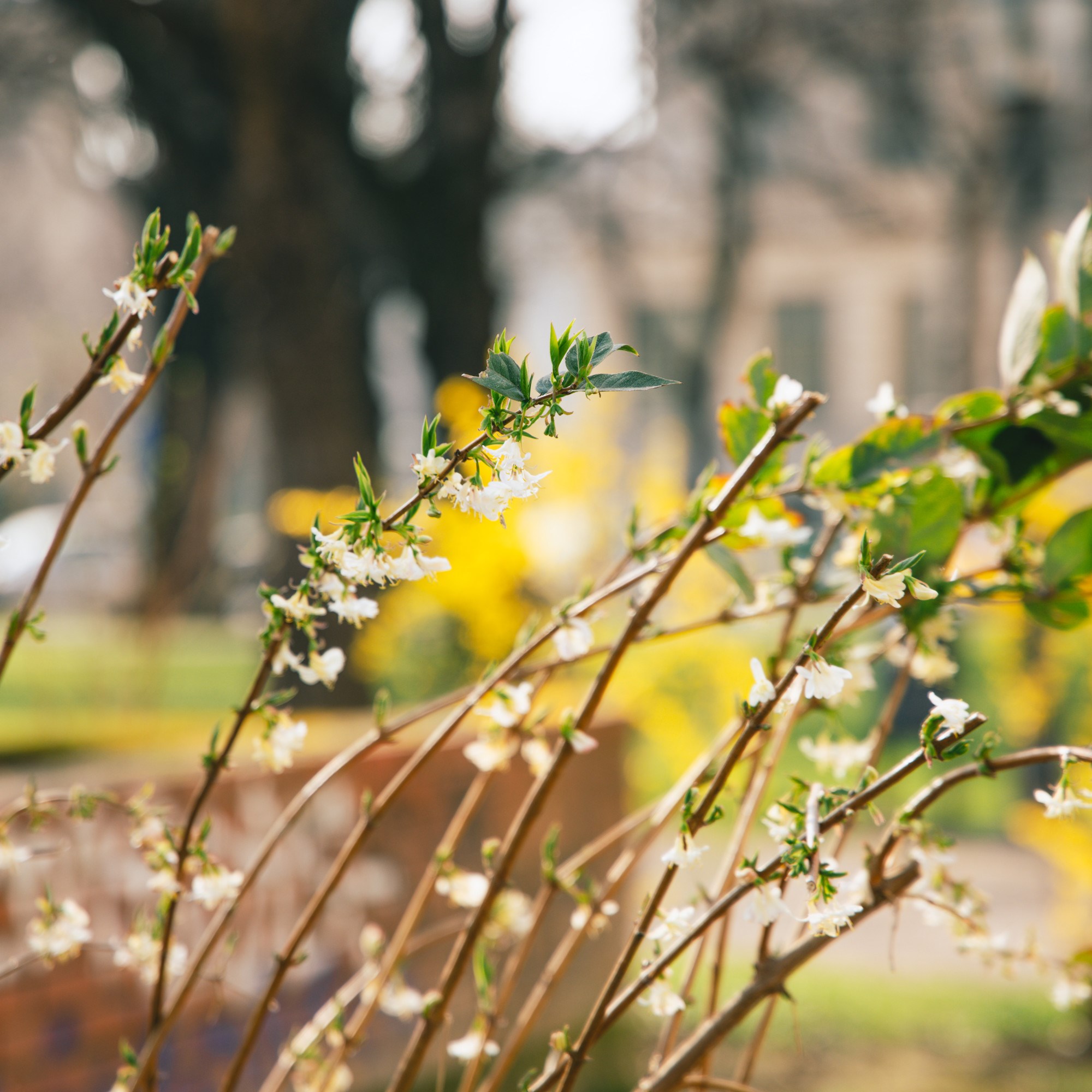 VELIKA GALERIJA Sasvim nečujno nam je stiglo proljeće