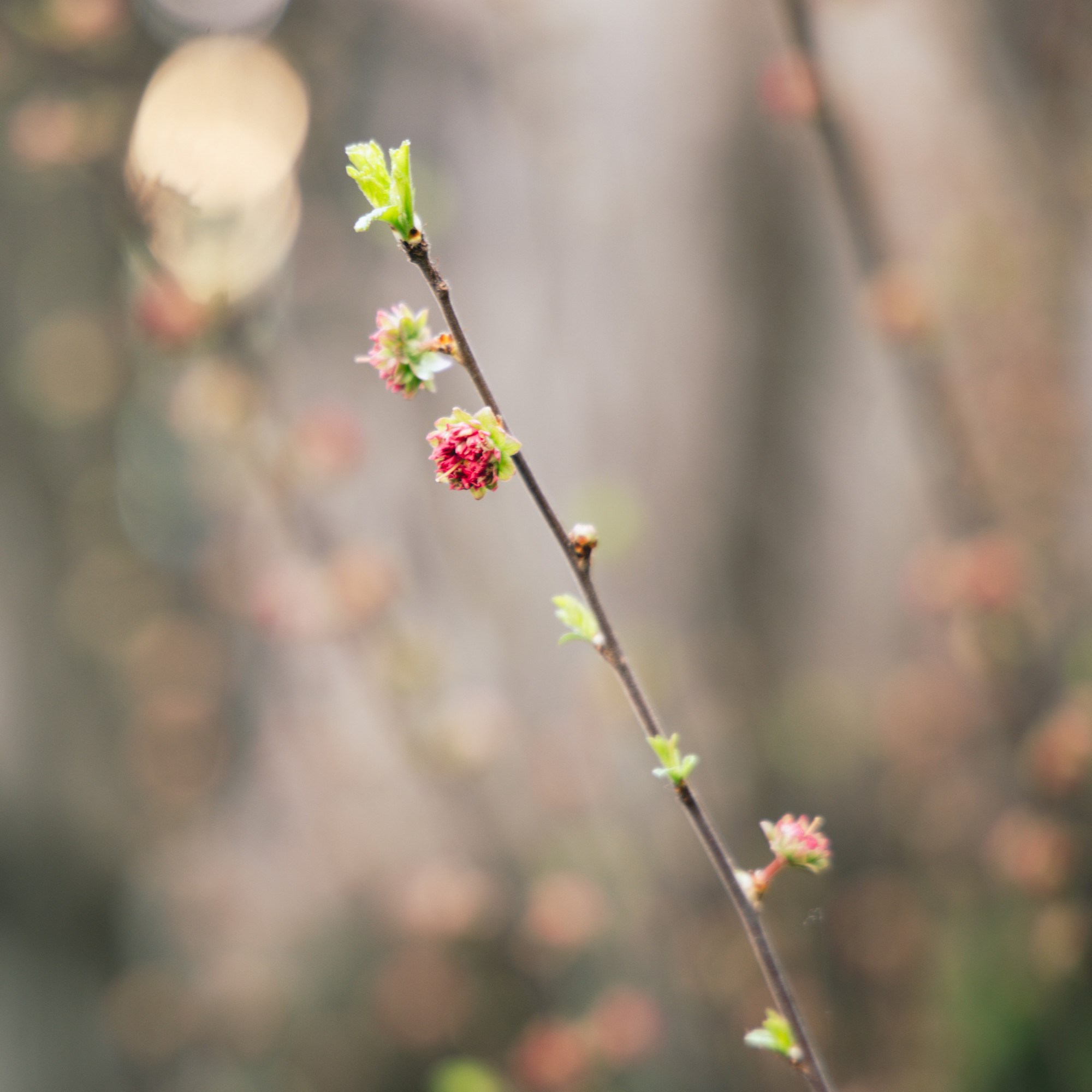 VELIKA GALERIJA Sasvim nečujno nam je stiglo proljeće