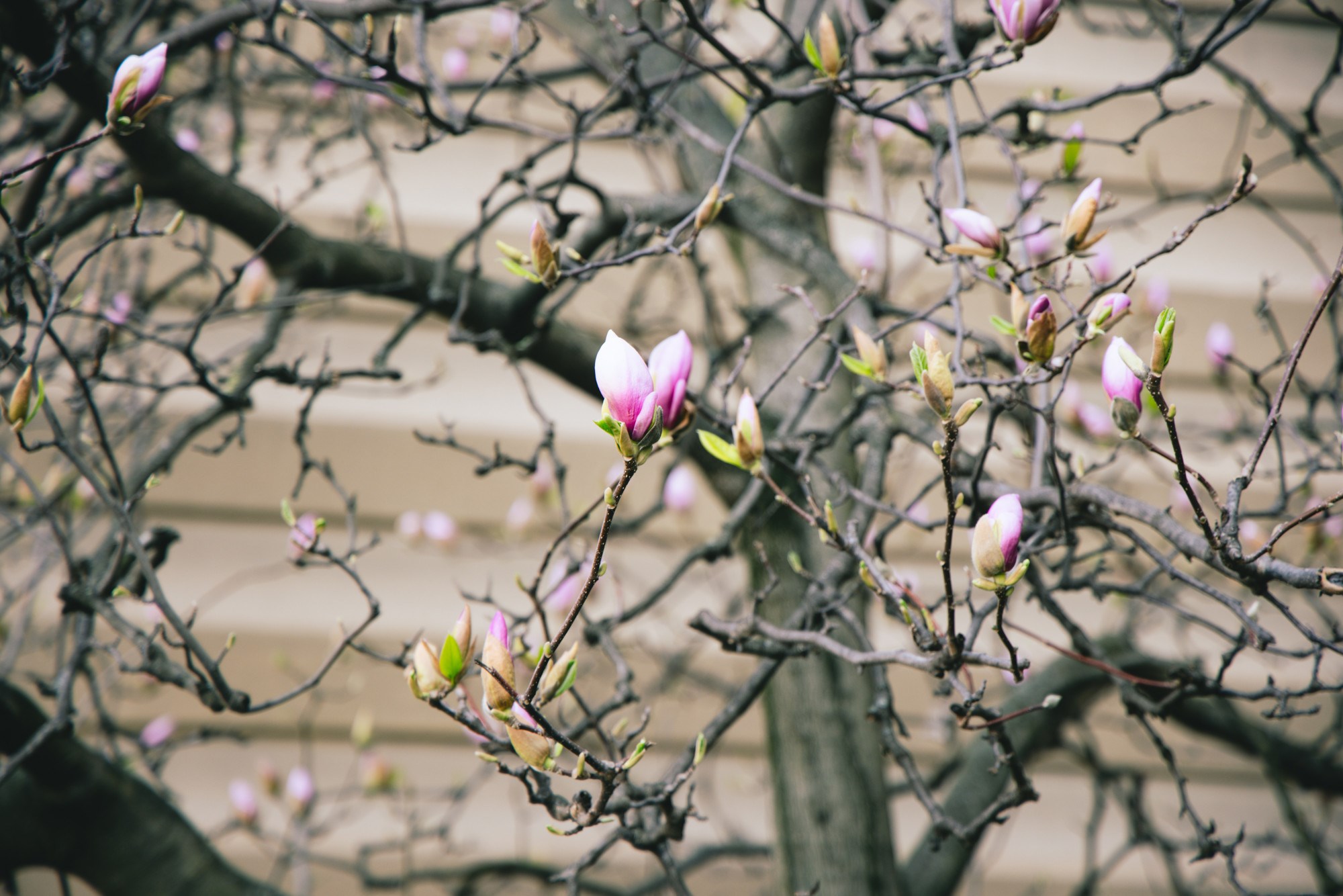 VELIKA GALERIJA Sasvim nečujno nam je stiglo proljeće