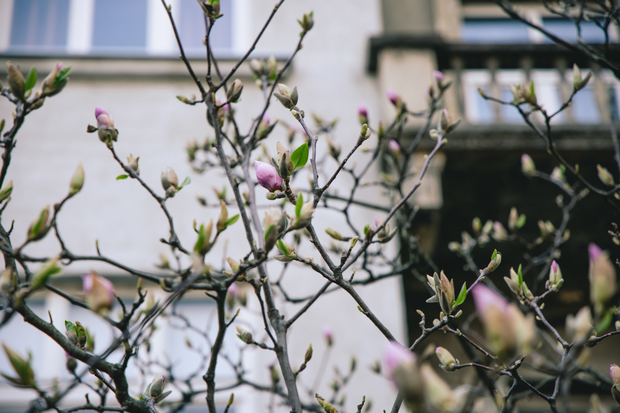VELIKA GALERIJA Sasvim nečujno nam je stiglo proljeće