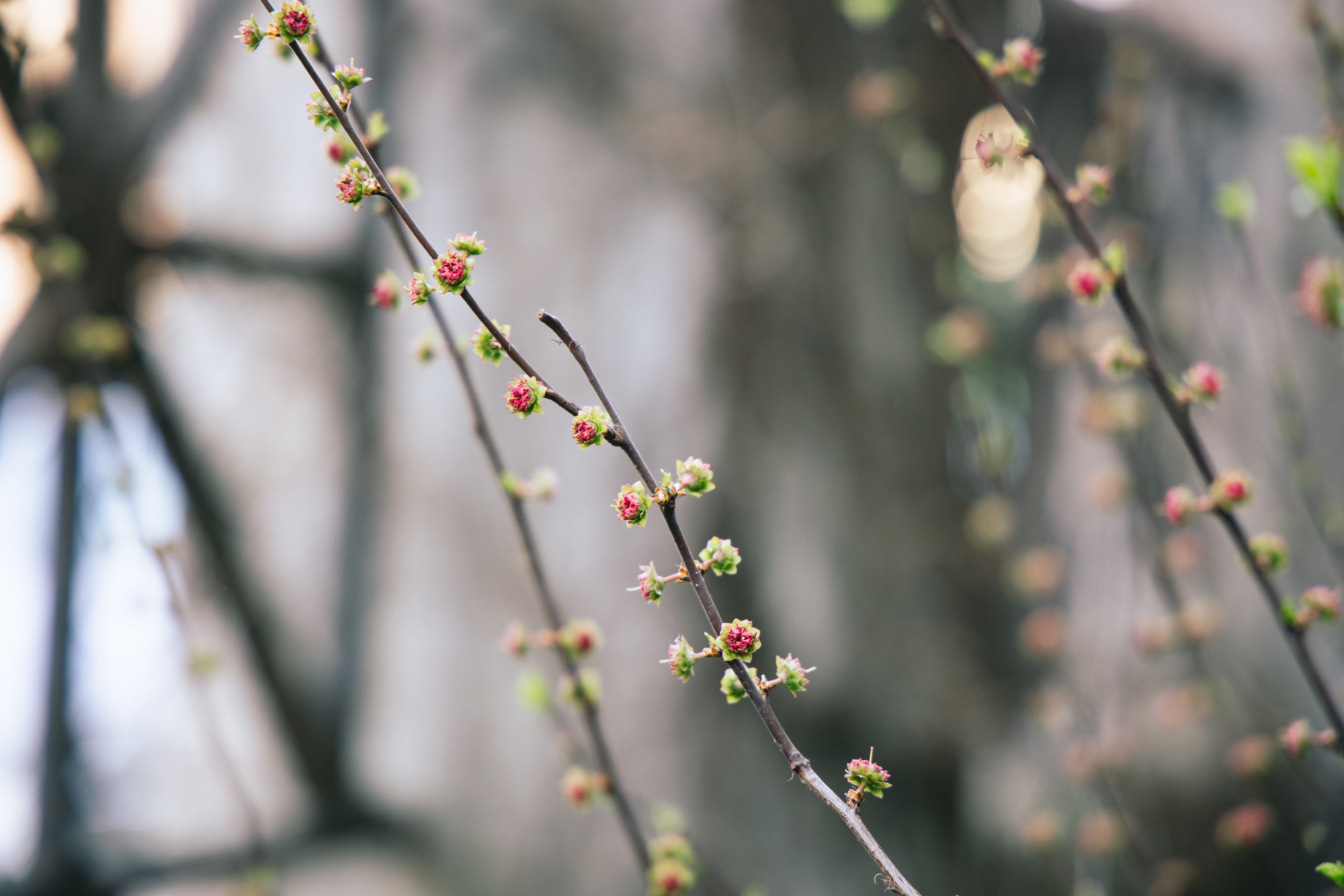 VELIKA GALERIJA Sasvim nečujno nam je stiglo proljeće
