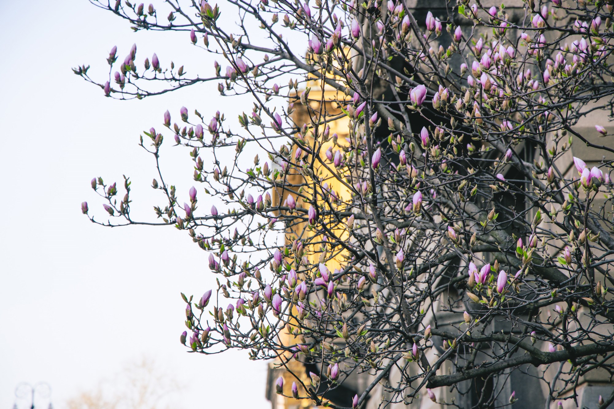 VELIKA GALERIJA Sasvim nečujno nam je stiglo proljeće