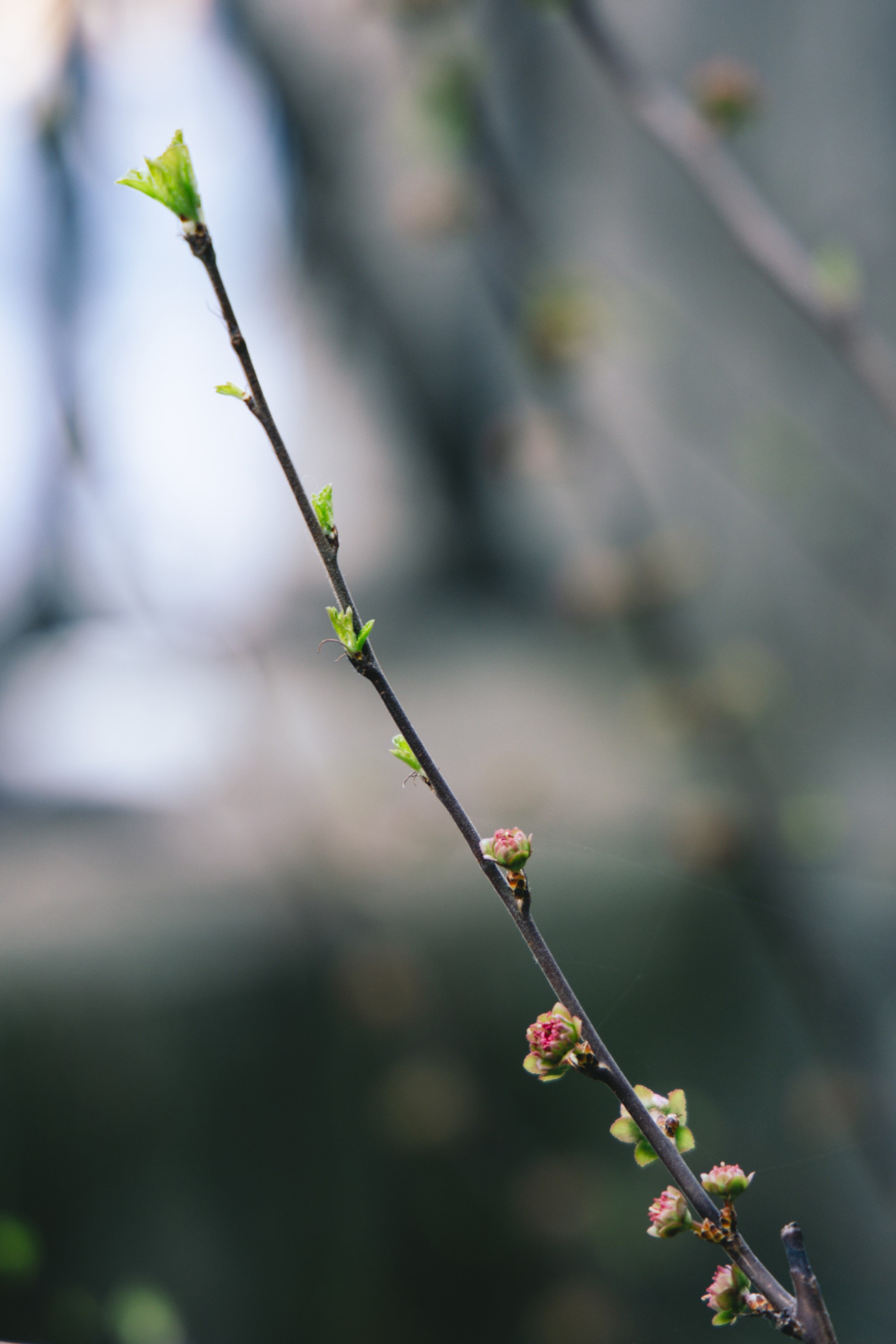 VELIKA GALERIJA Sasvim nečujno nam je stiglo proljeće