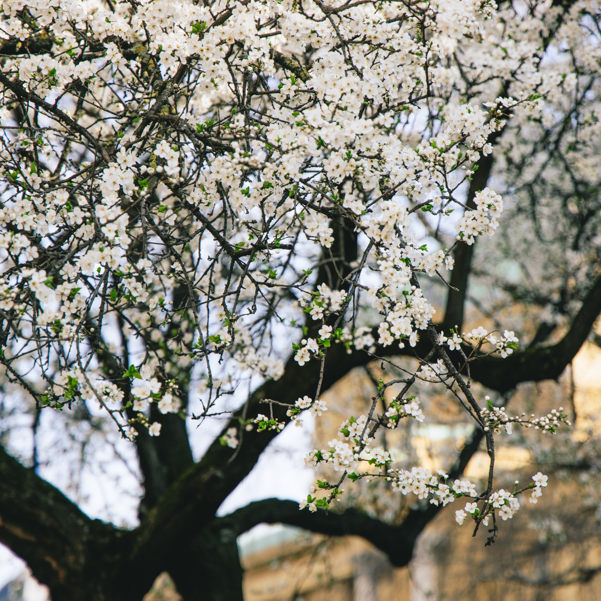 VELIKA GALERIJA Sasvim nečujno nam je stiglo proljeće