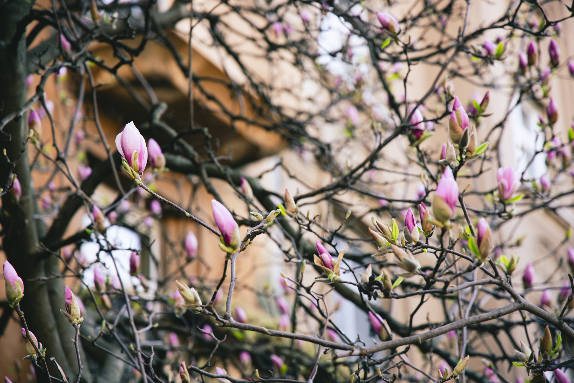 VELIKA GALERIJA Sasvim nečujno nam je stiglo proljeće