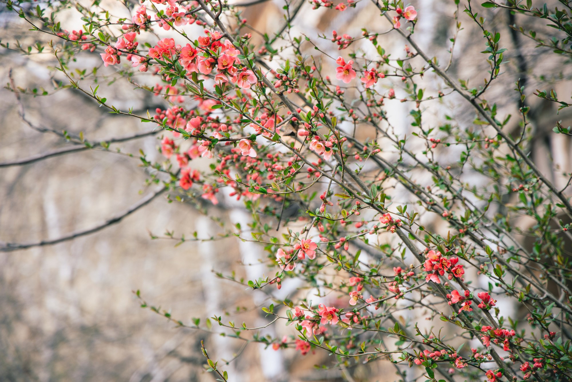 VELIKA GALERIJA Sasvim nečujno nam je stiglo proljeće