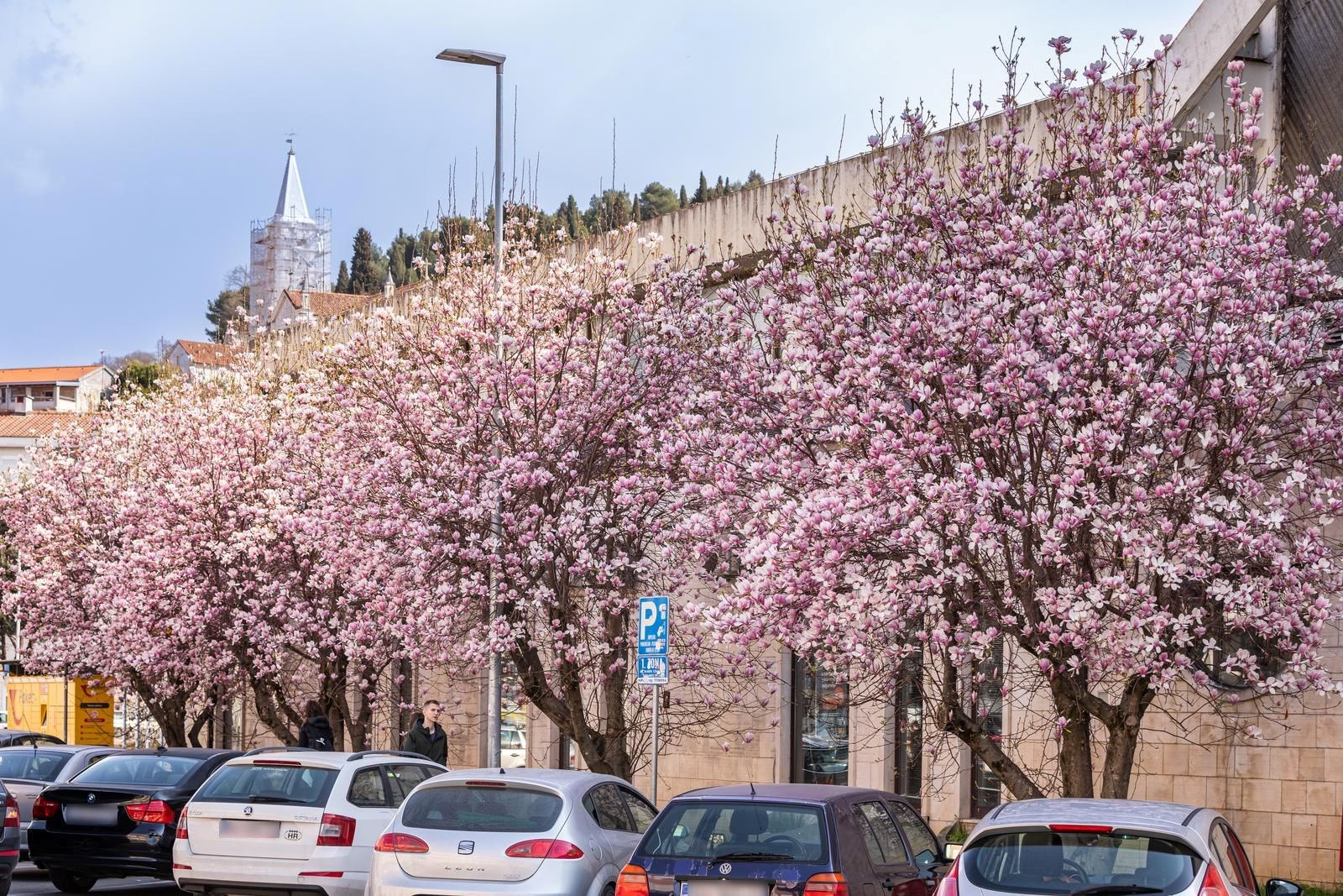 FOTO Magnolije stvaraju pravi proljetni ugođaj u Metkoviću