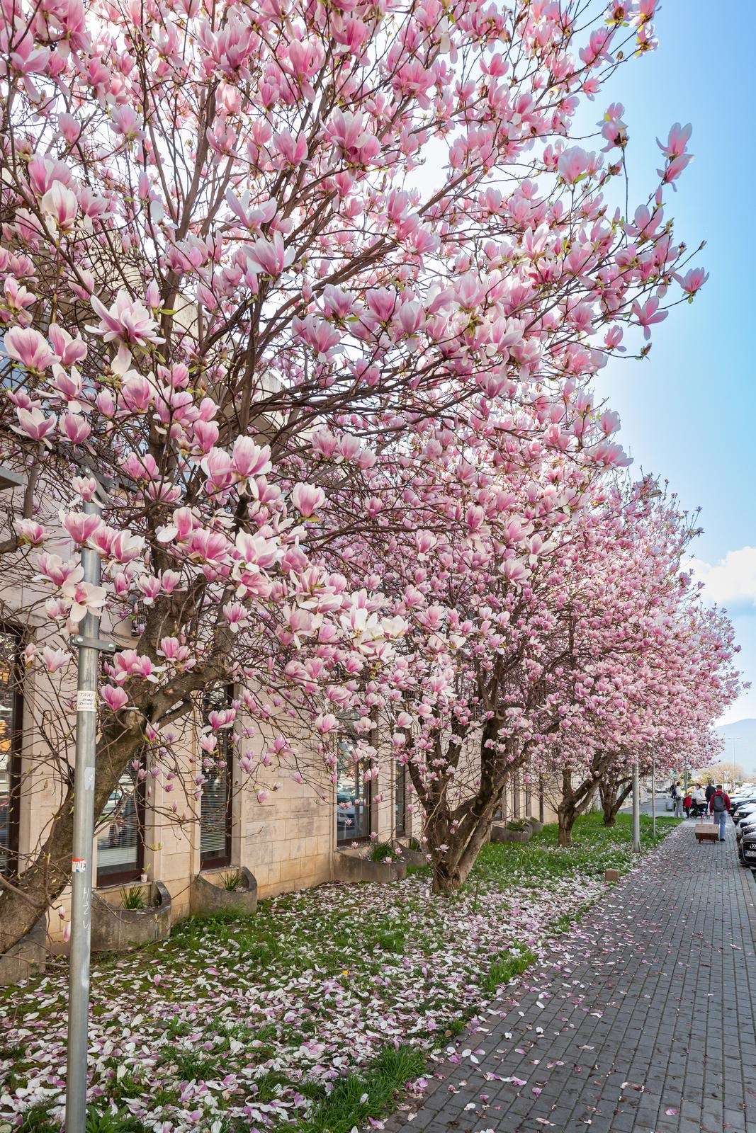 FOTO Magnolije stvaraju pravi proljetni ugođaj u Metkoviću