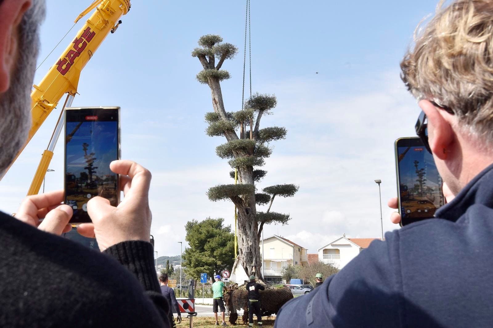 VIDEO Na ulazu u Vodice posađena maslina od 12 metara