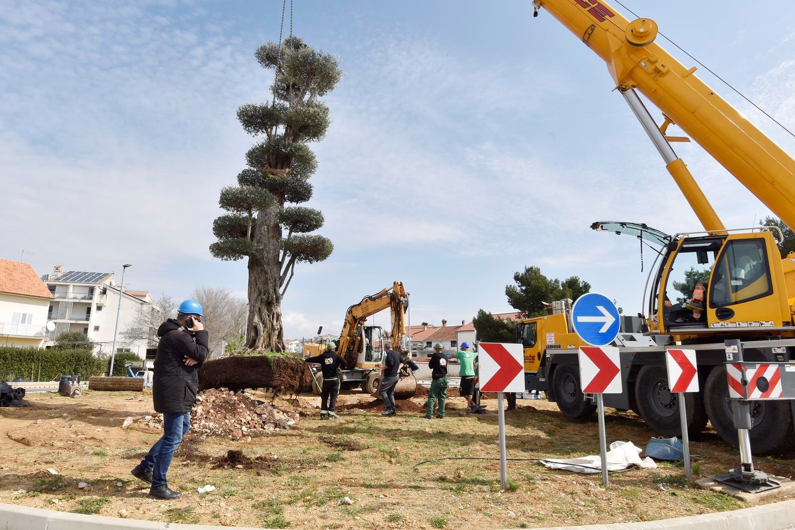 VIDEO Na ulazu u Vodice posađena maslina od 12 metara