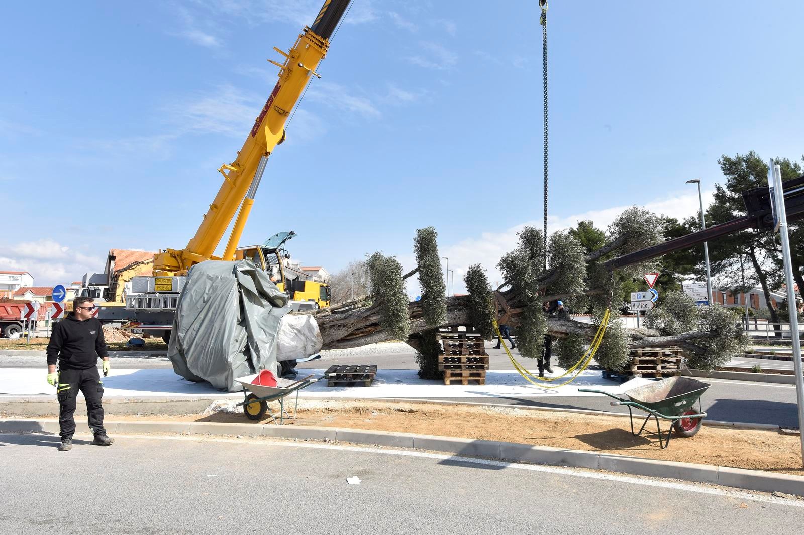 VIDEO Na ulazu u Vodice posađena maslina od 12 metara
