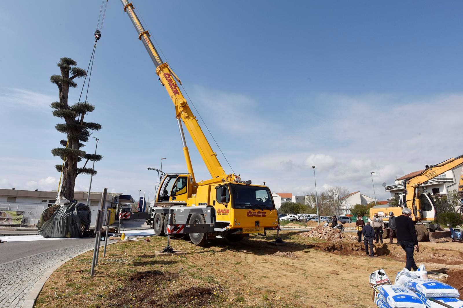 VIDEO Na ulazu u Vodice posađena maslina od 12 metara