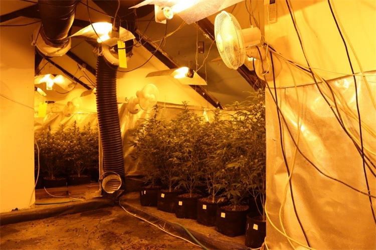 FOTO Policija u Stinici otkrila laboratorij za uzgoj konoplje, uhićena dvojica
