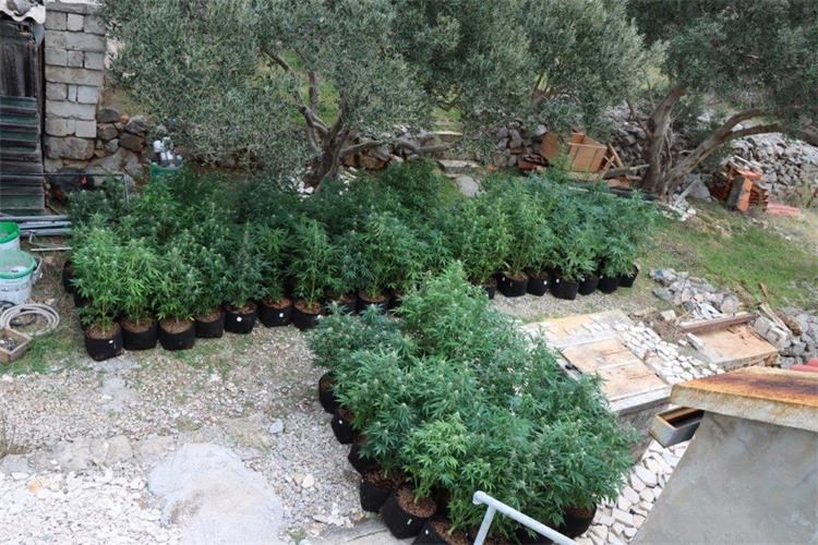 FOTO Policija u Stinici otkrila laboratorij za uzgoj konoplje, uhićena dvojica