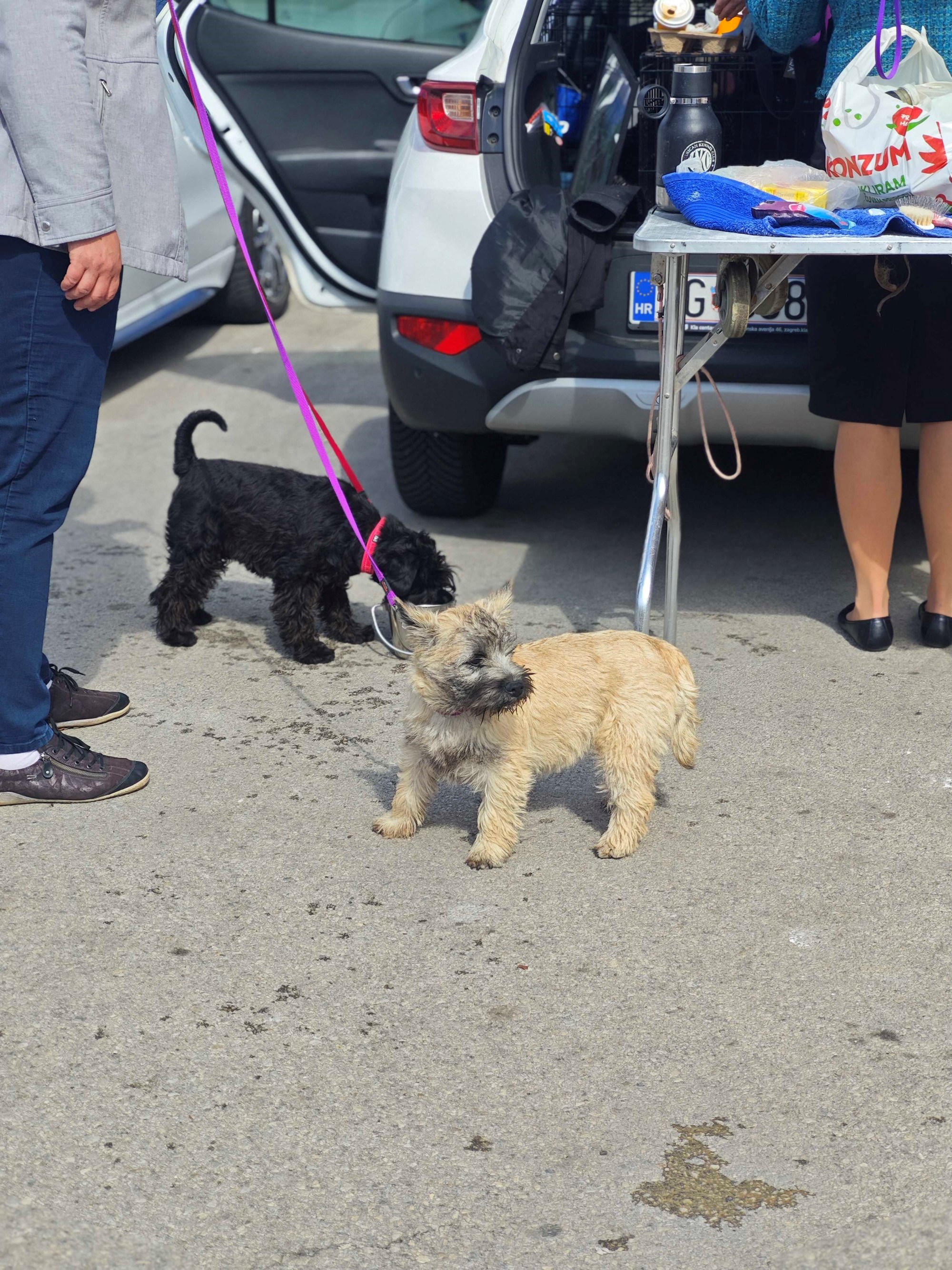 Posjetili smo izložbu pasa u Zaprešiću, pogledajte te preslatke ljubimce 🐶